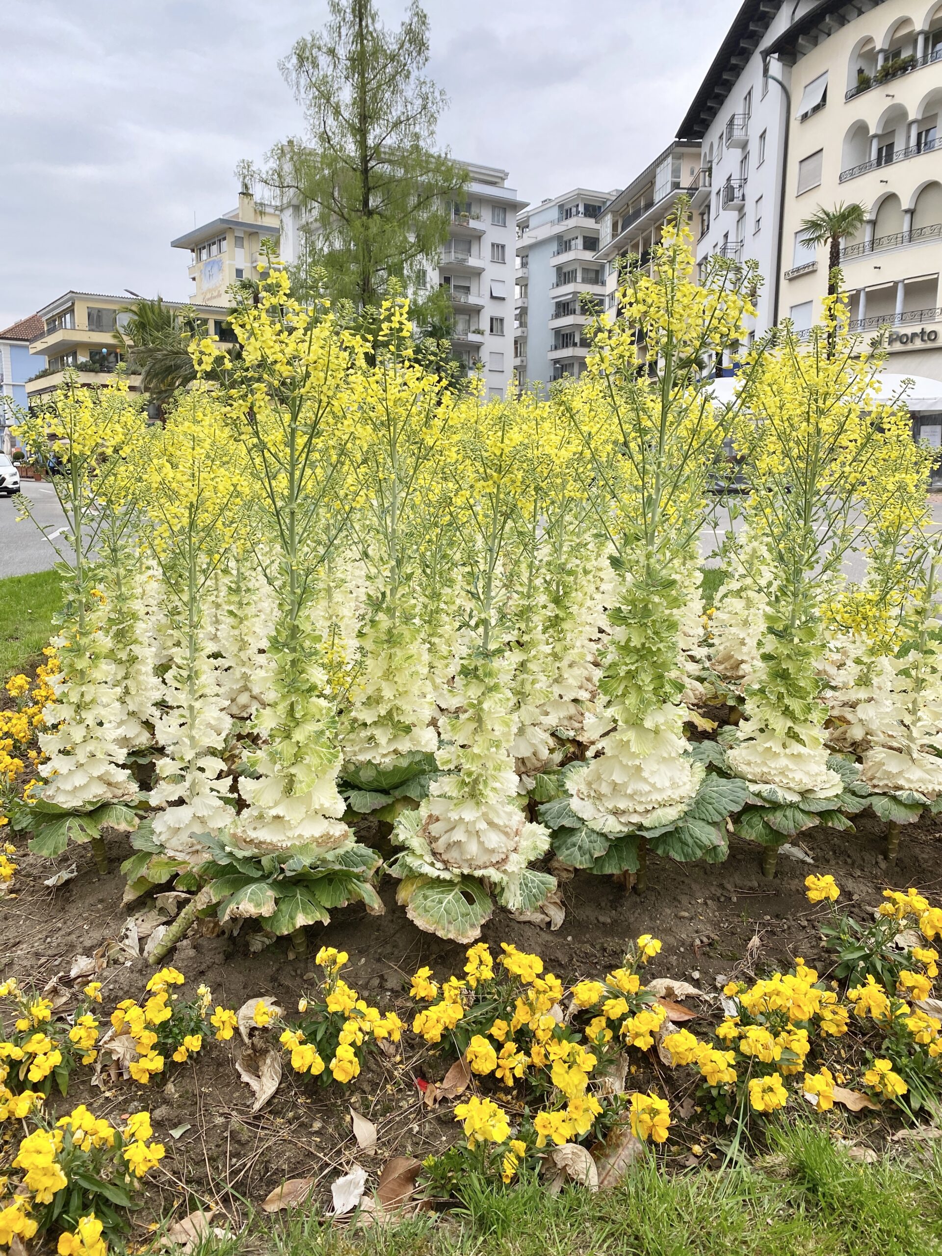 Städtische Blumenrabatten in Locarno