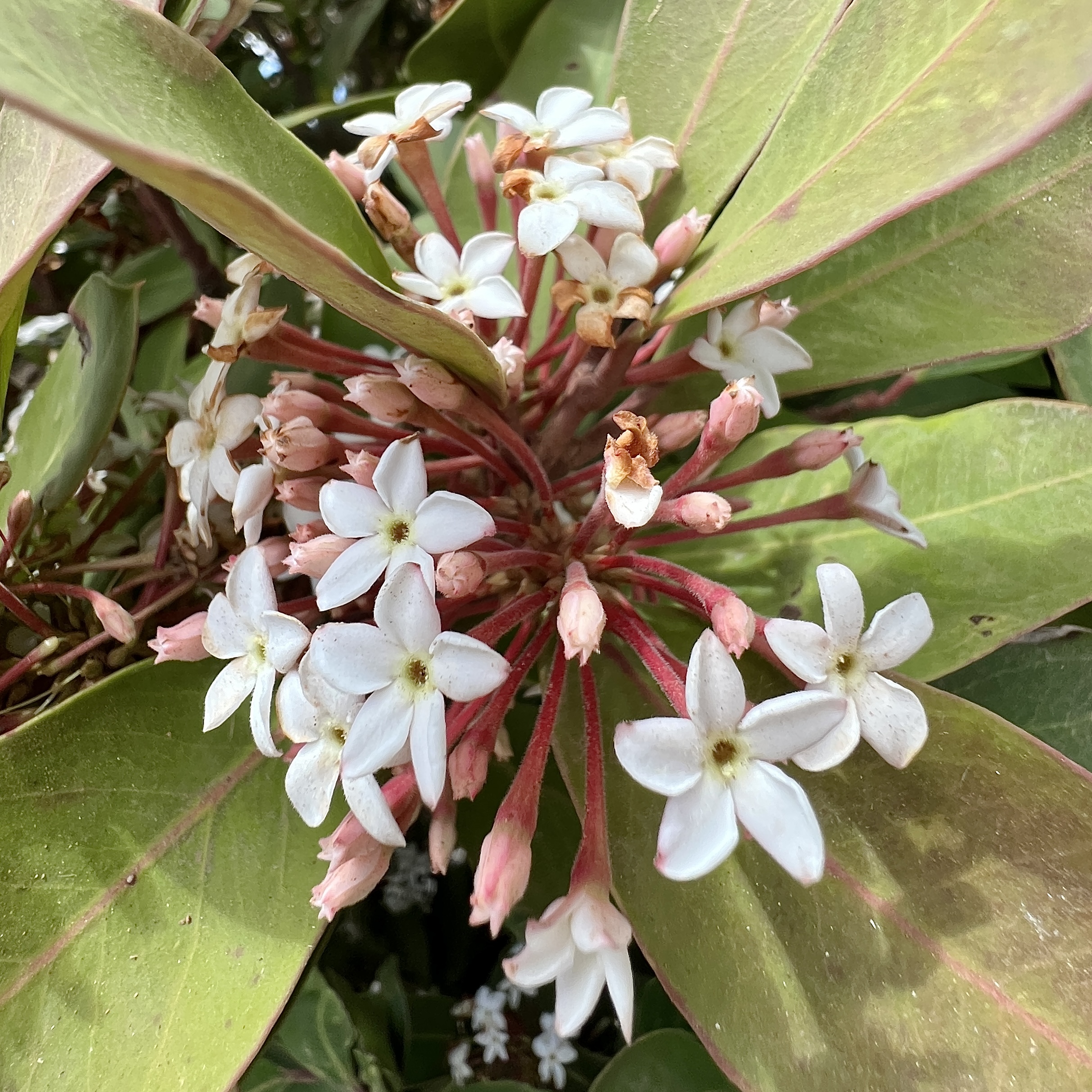 Schöngift (Acokanthera)