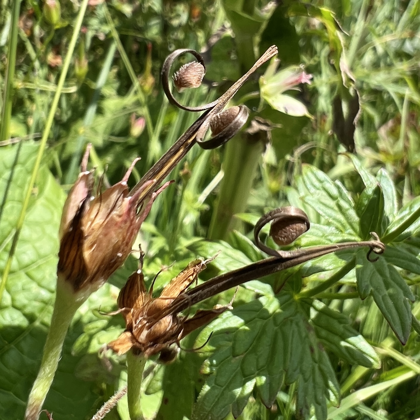 Storchschnabel
