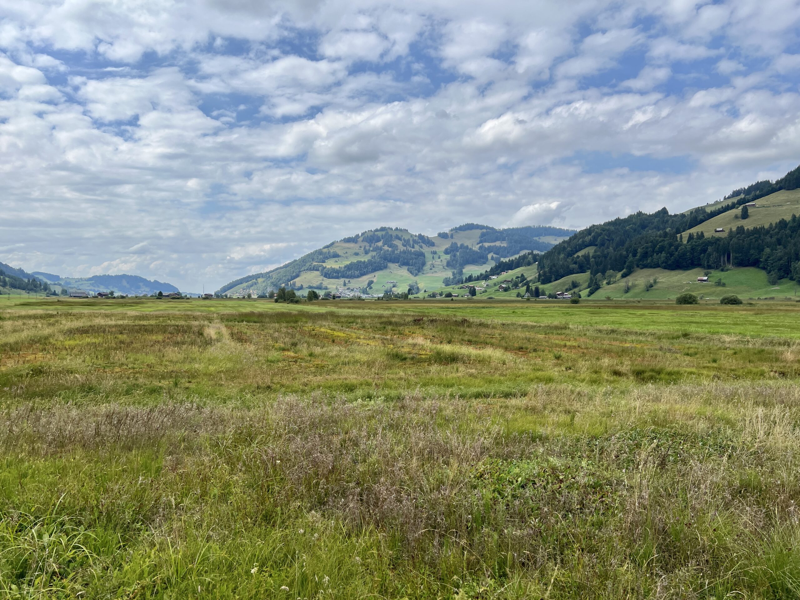 Blick übers Schützenried Richtung Sihlsee