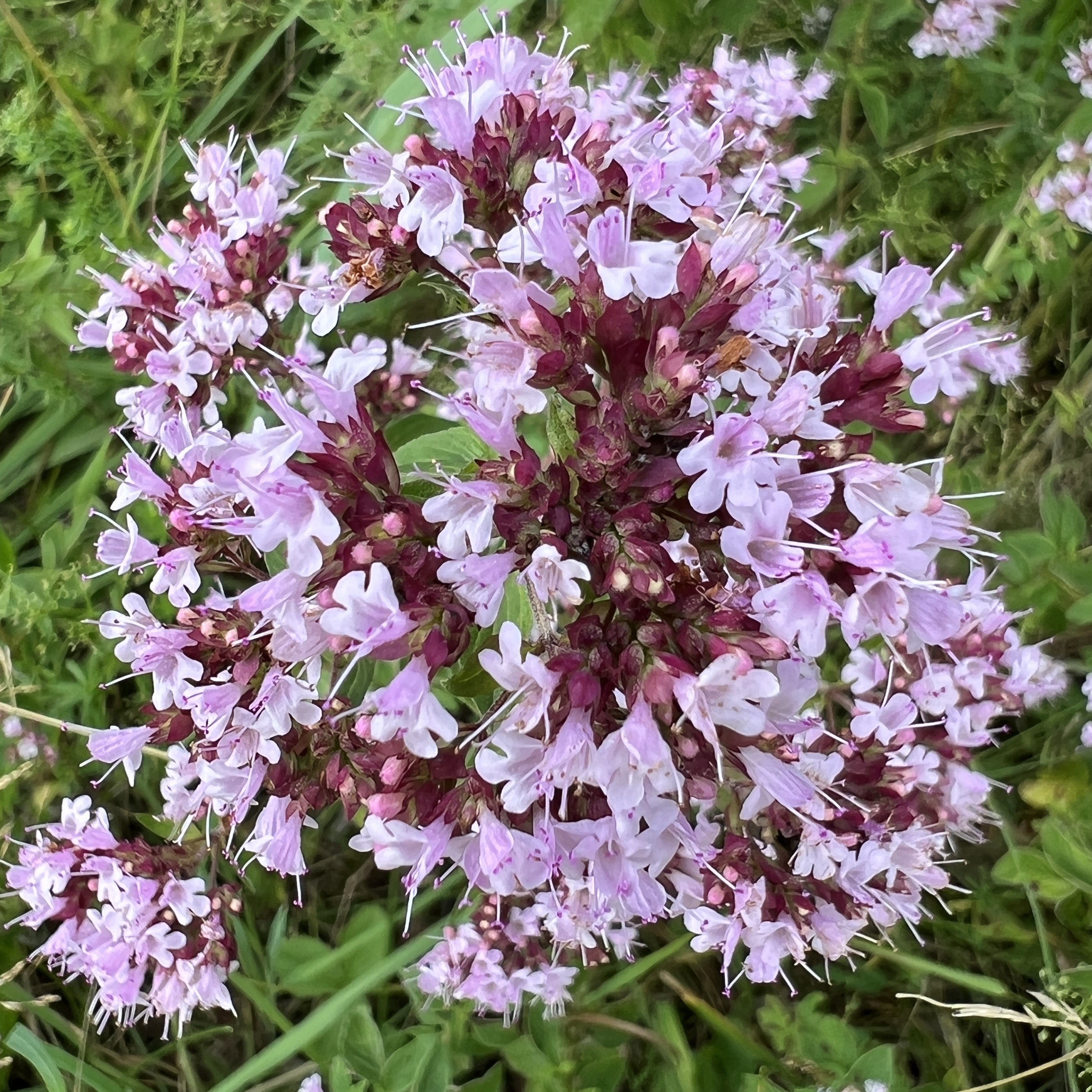 Oregano
