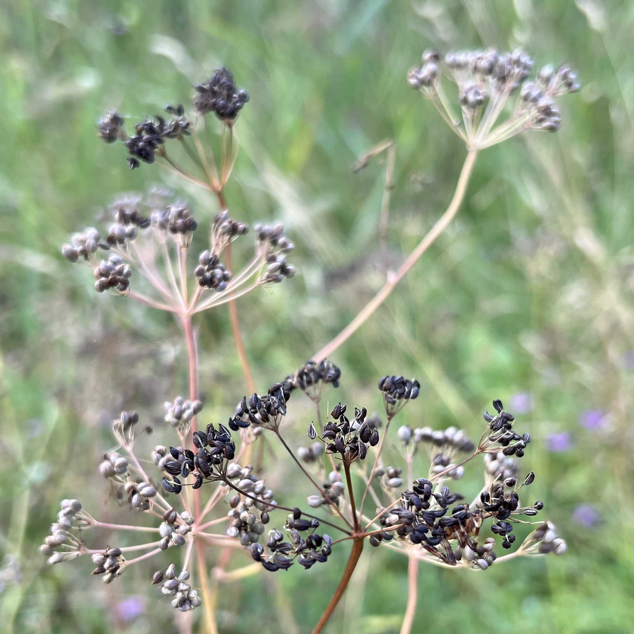 Gemeiner Fenchel