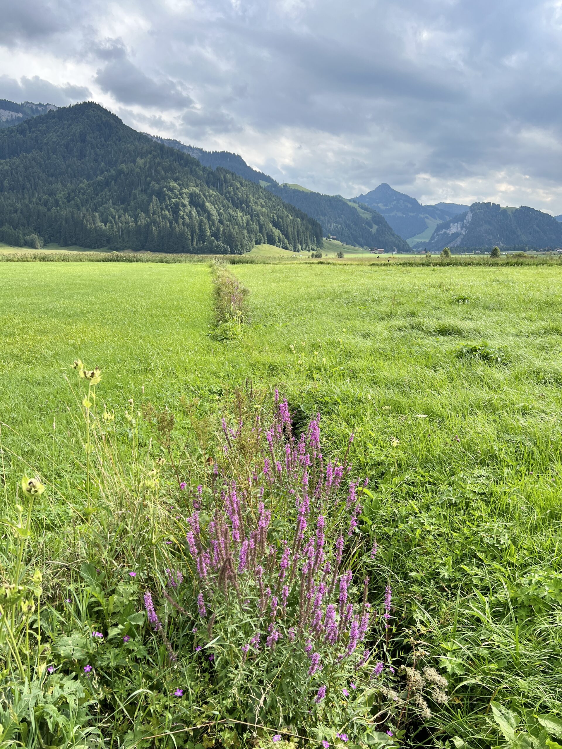 Neben jedem Rinnsal häufen sich die Blumen