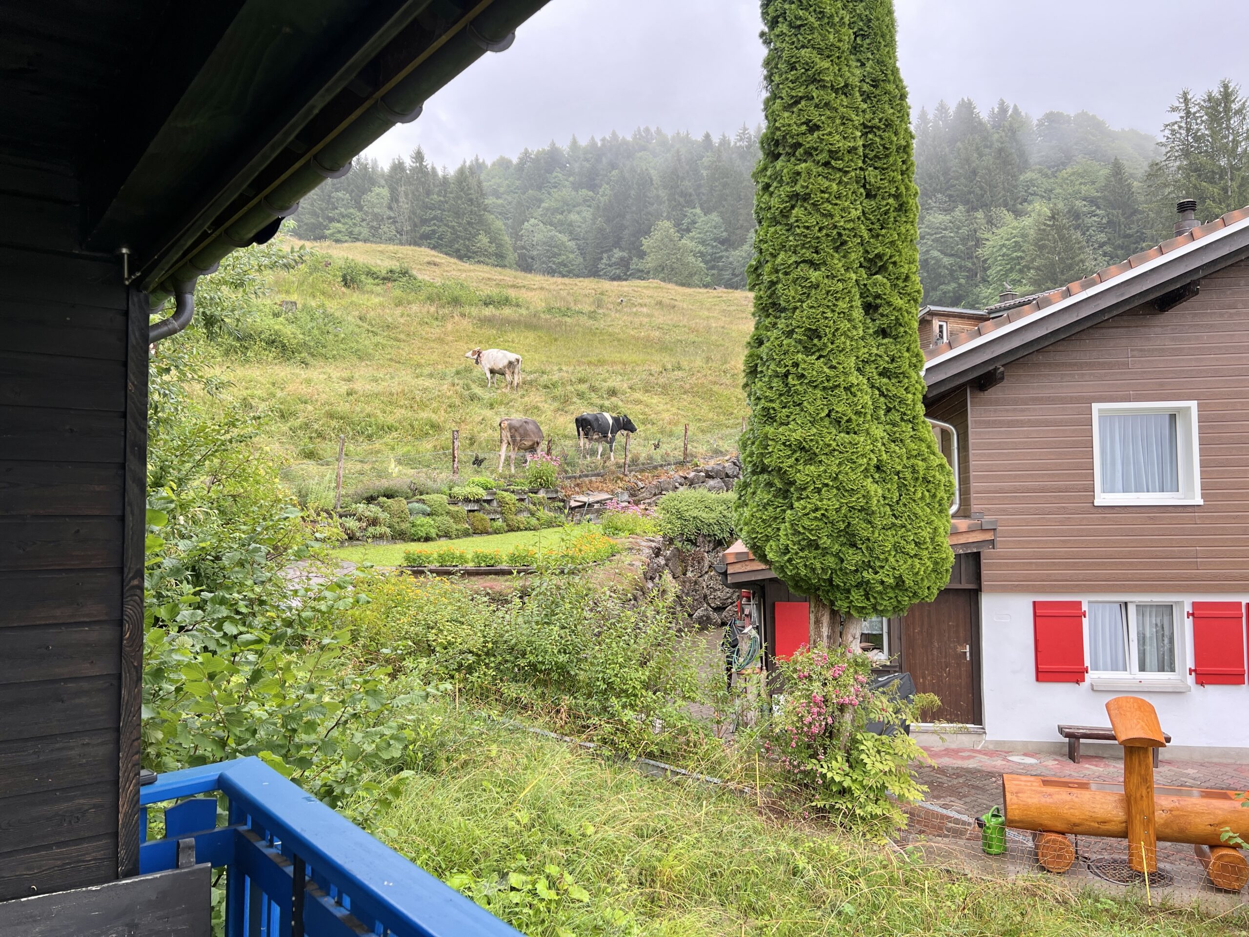 Nachbarinnen