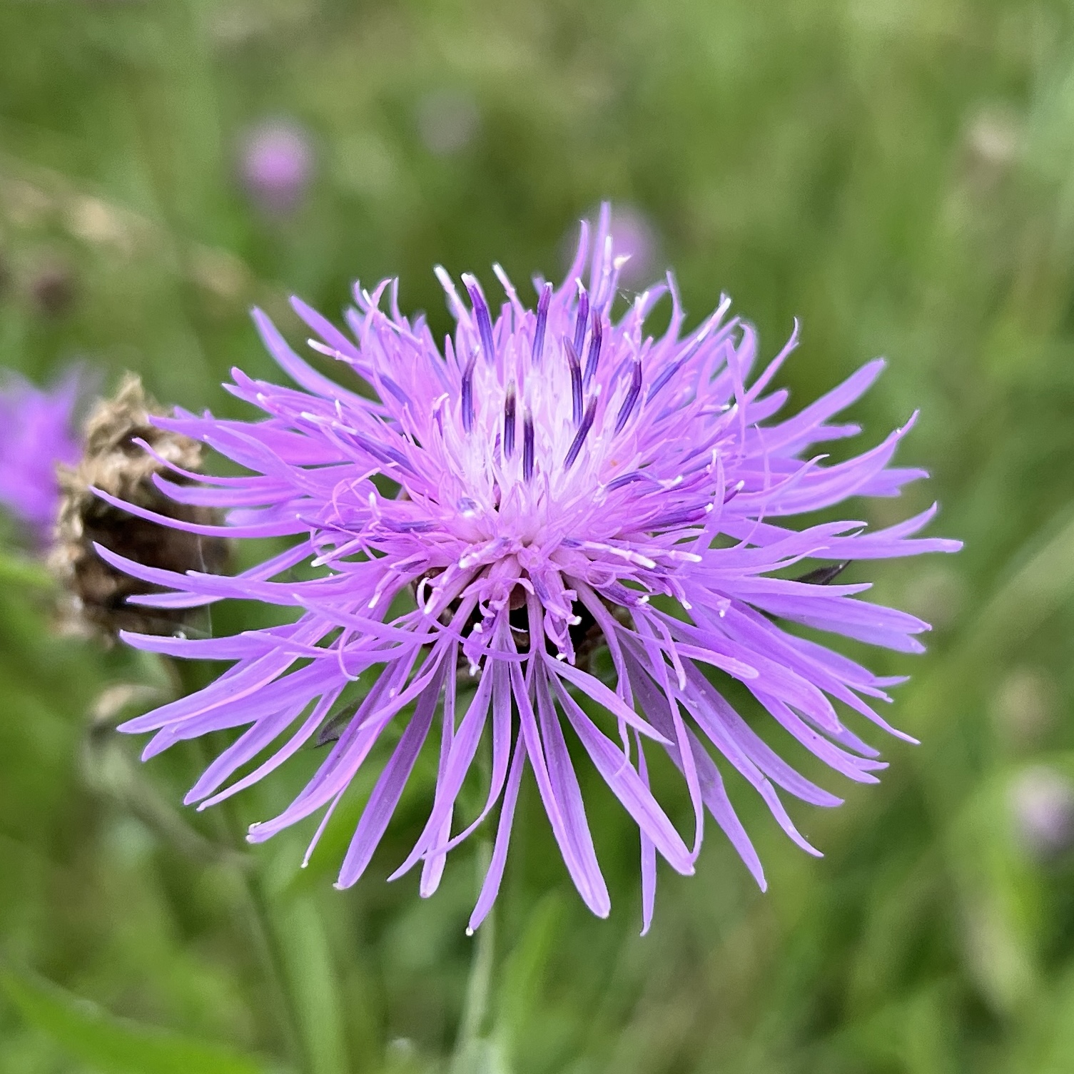 Wiesen-Flockenblume in lila …