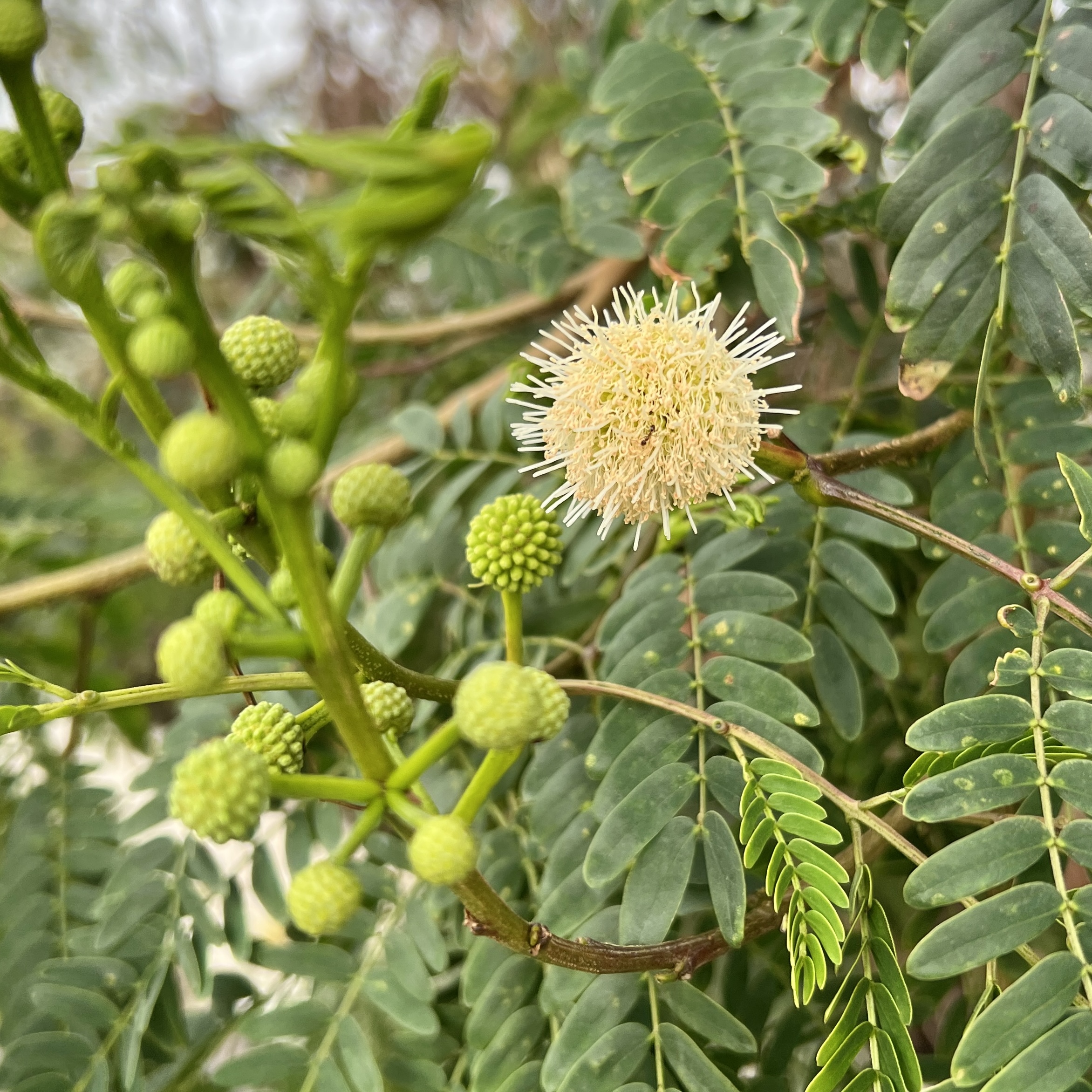 Weisskopfmimose