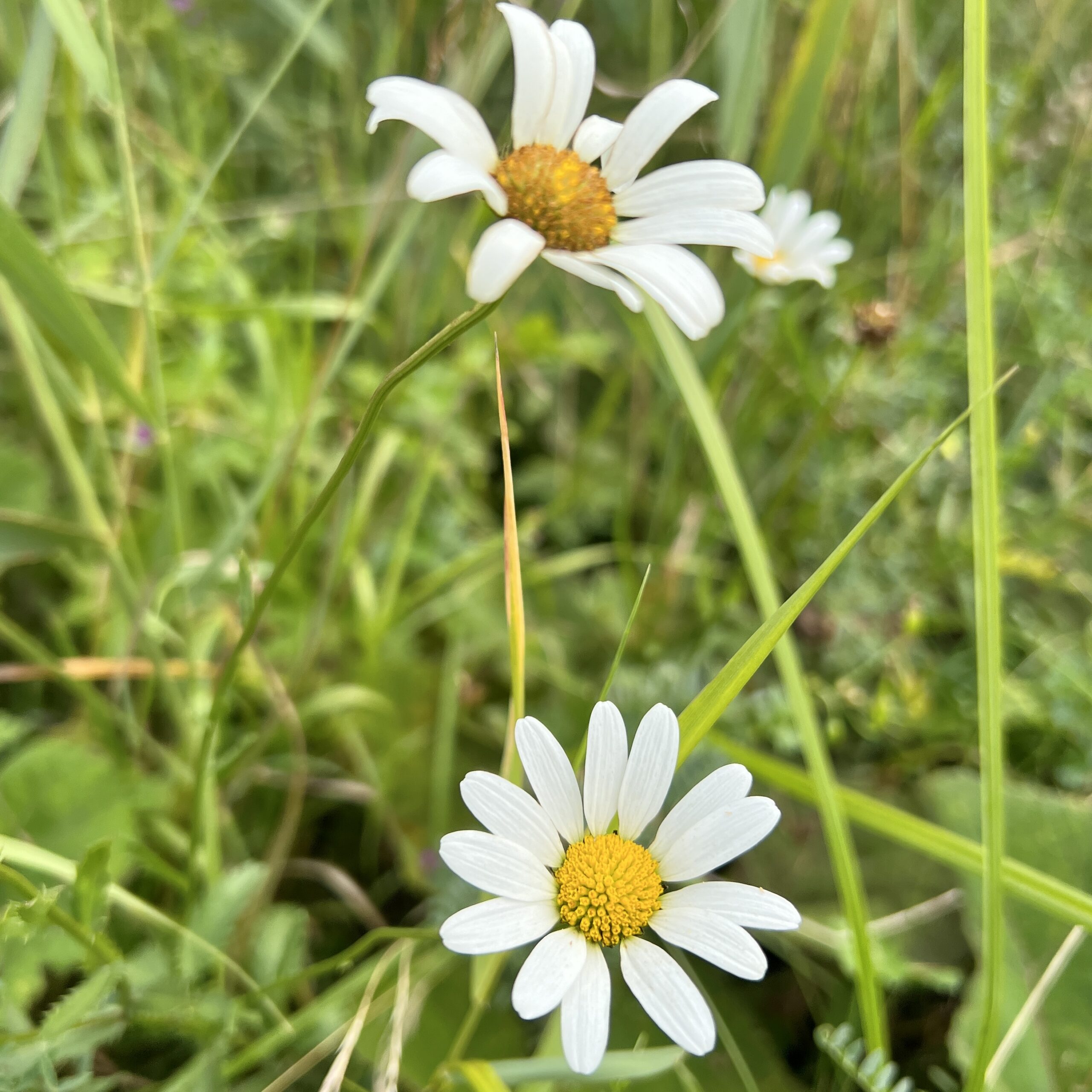 Alpen-Margerite