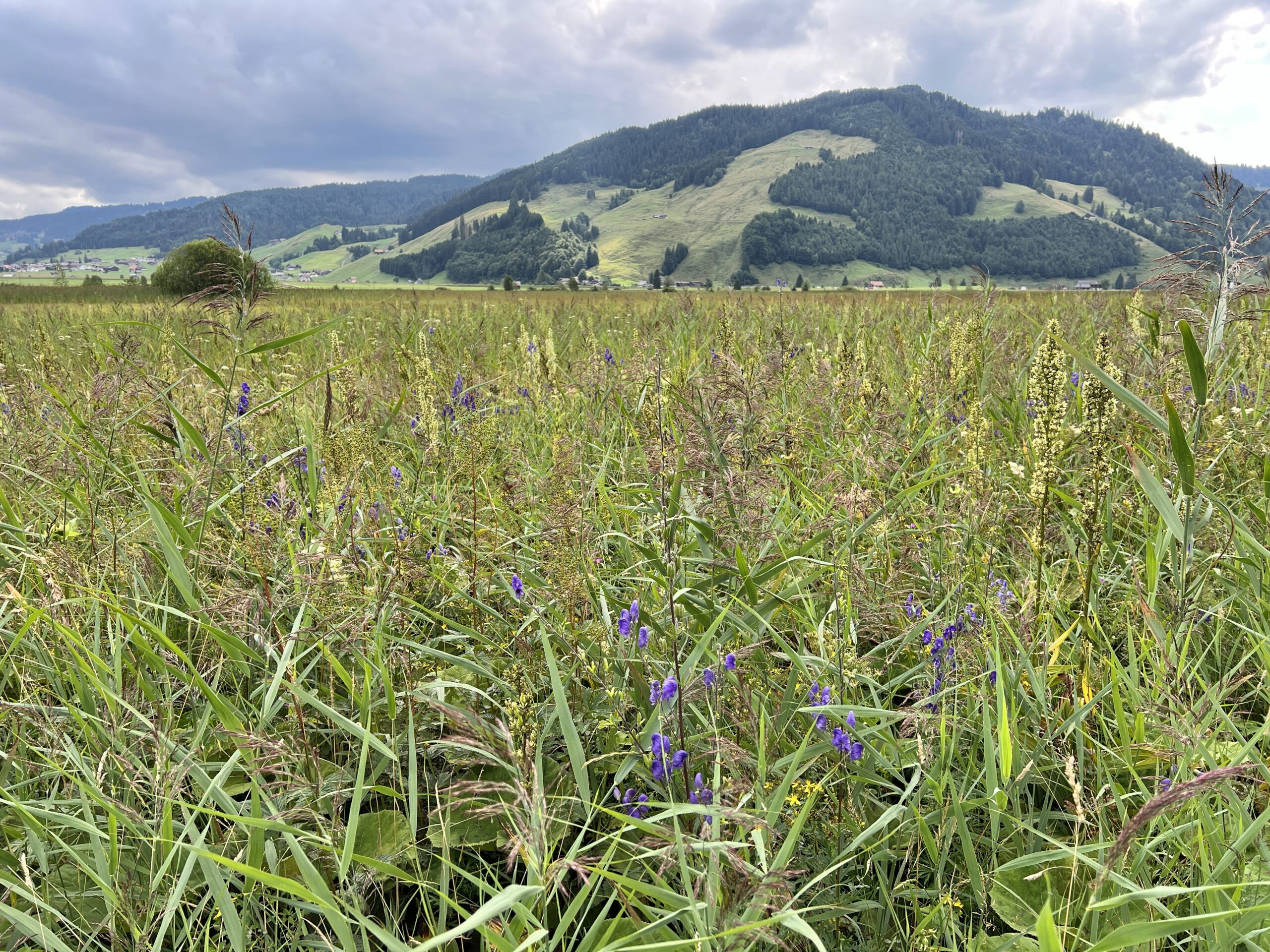 Was schimmert blau aus dem Ried?