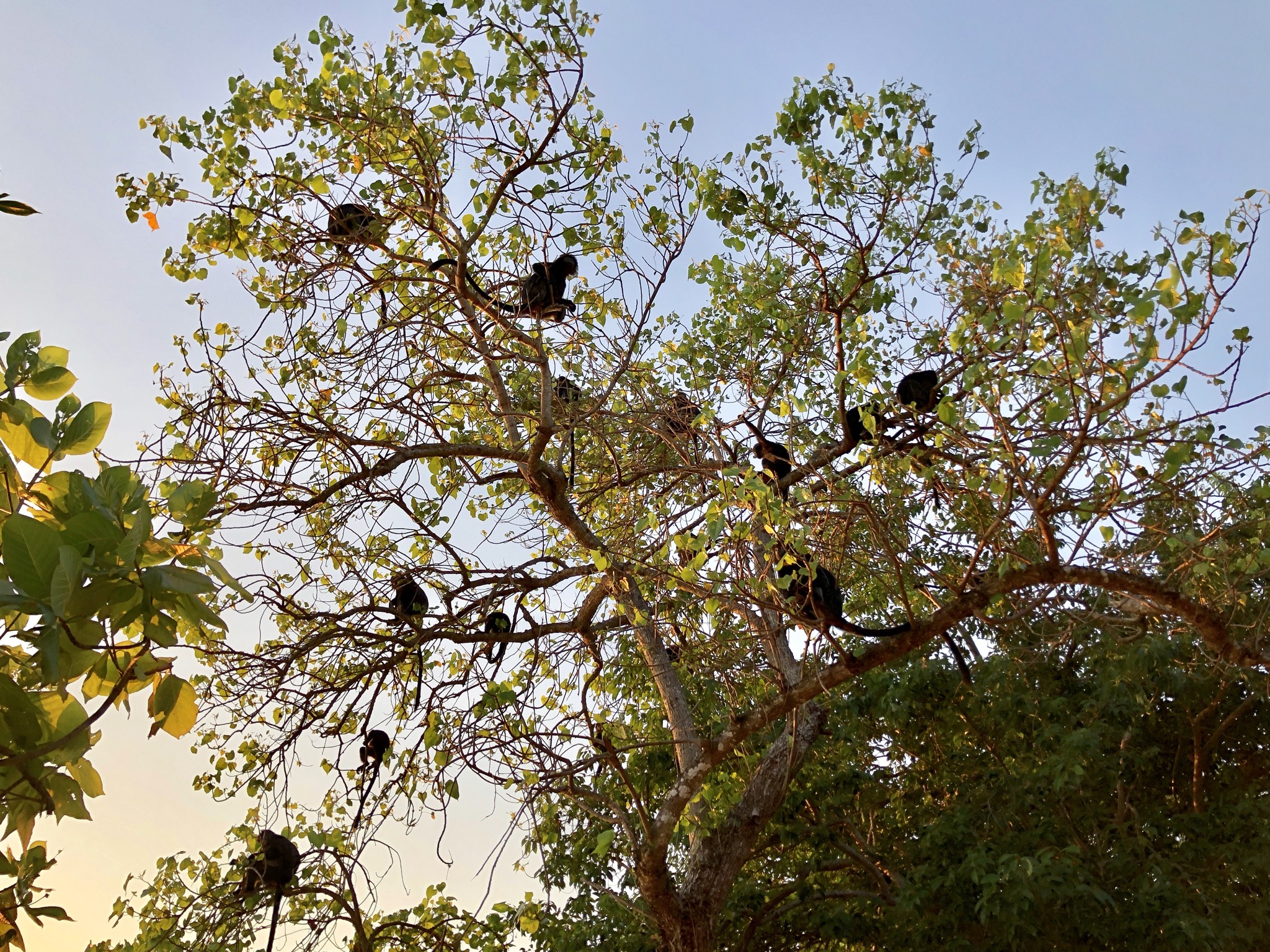 die Bäume sind voll mit Leaf-Monkeys ...