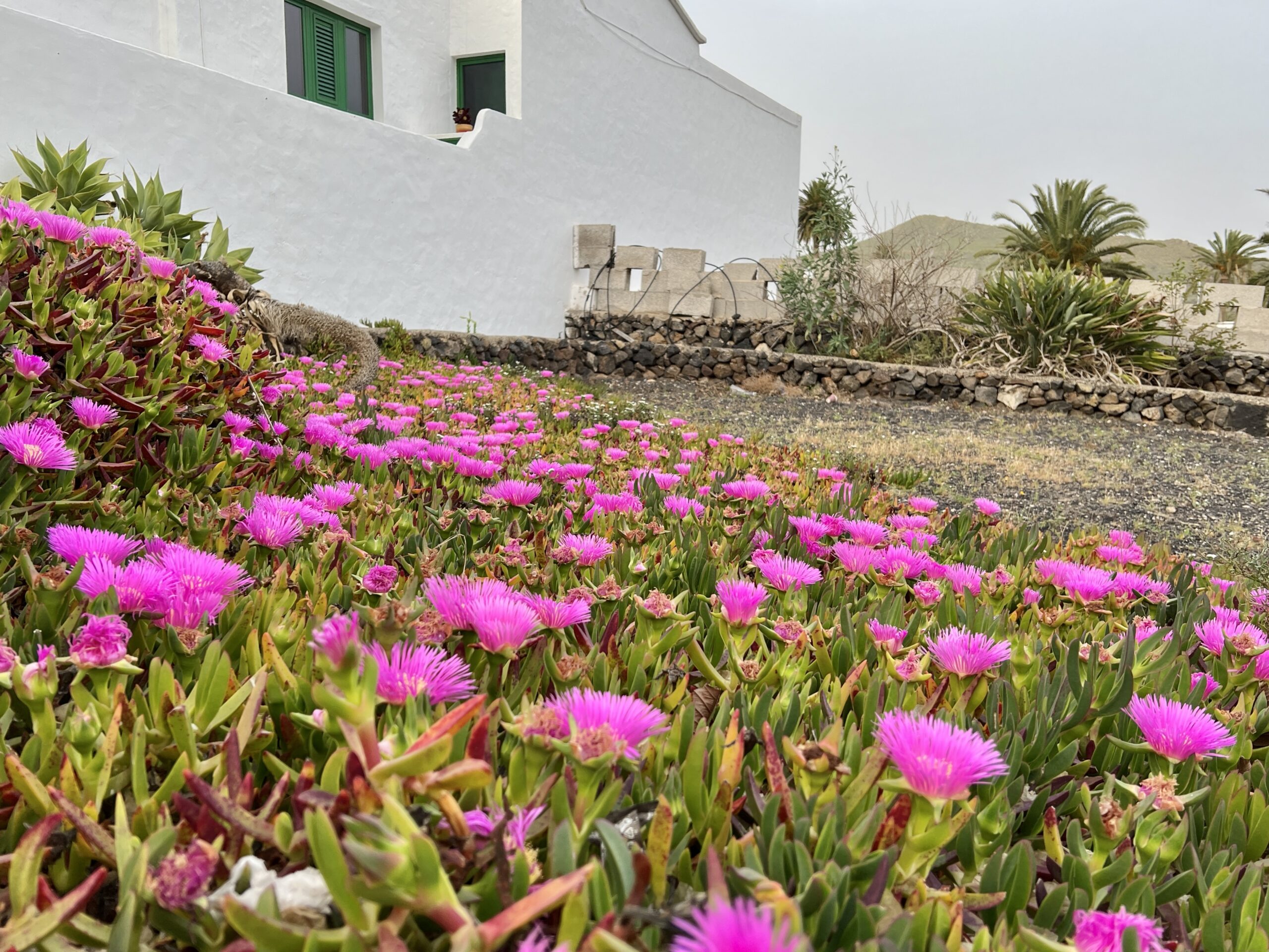 Mittagsblumen in einem Garten in Haría