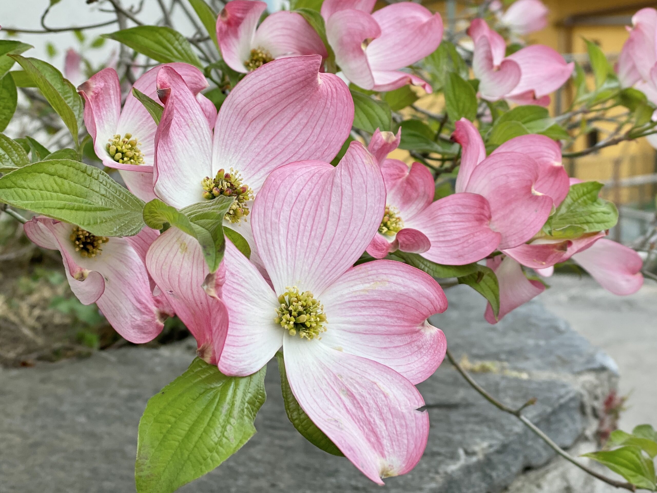 Magnolien