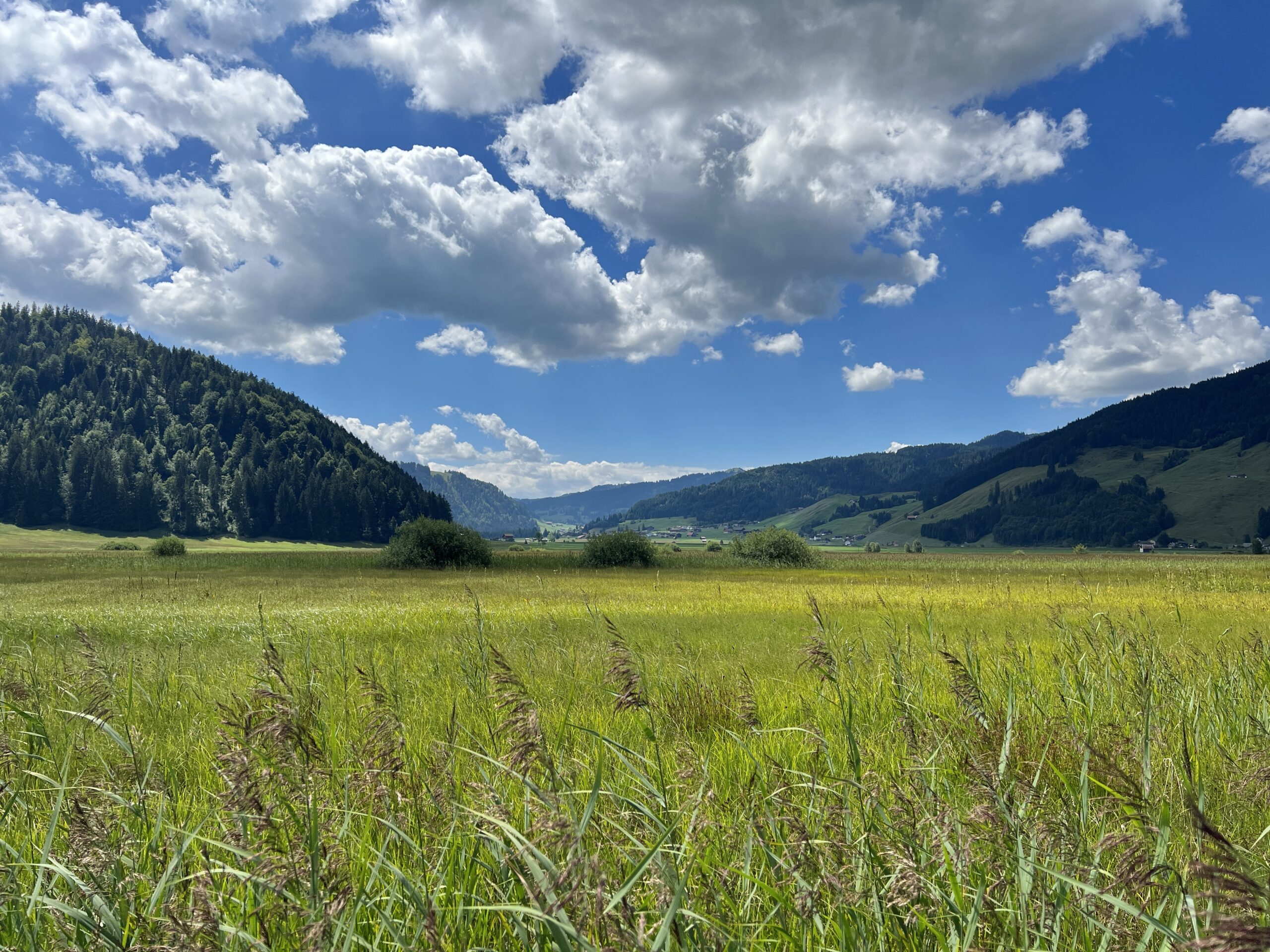 Blick übers Ried
