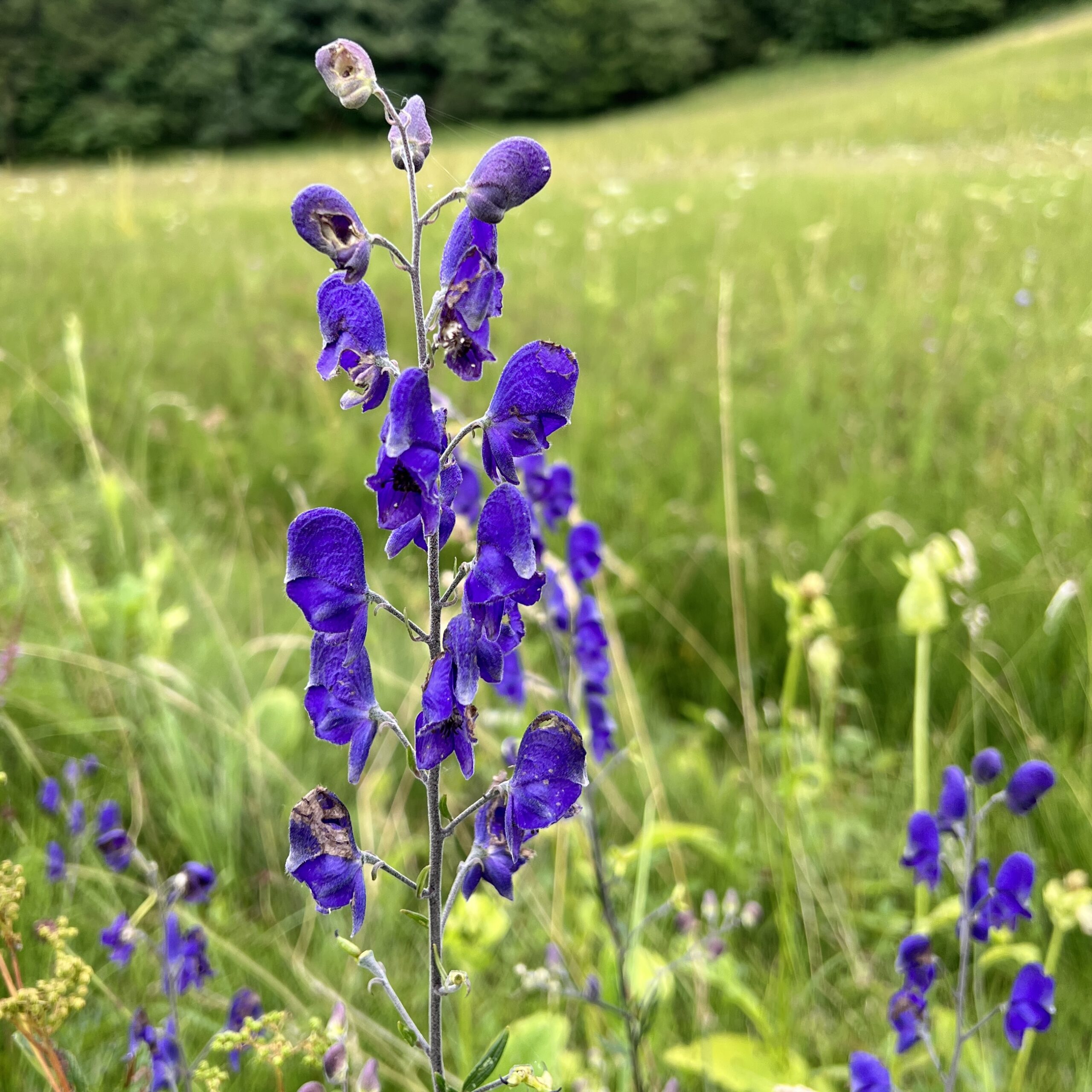 Blauer Eisenhut!