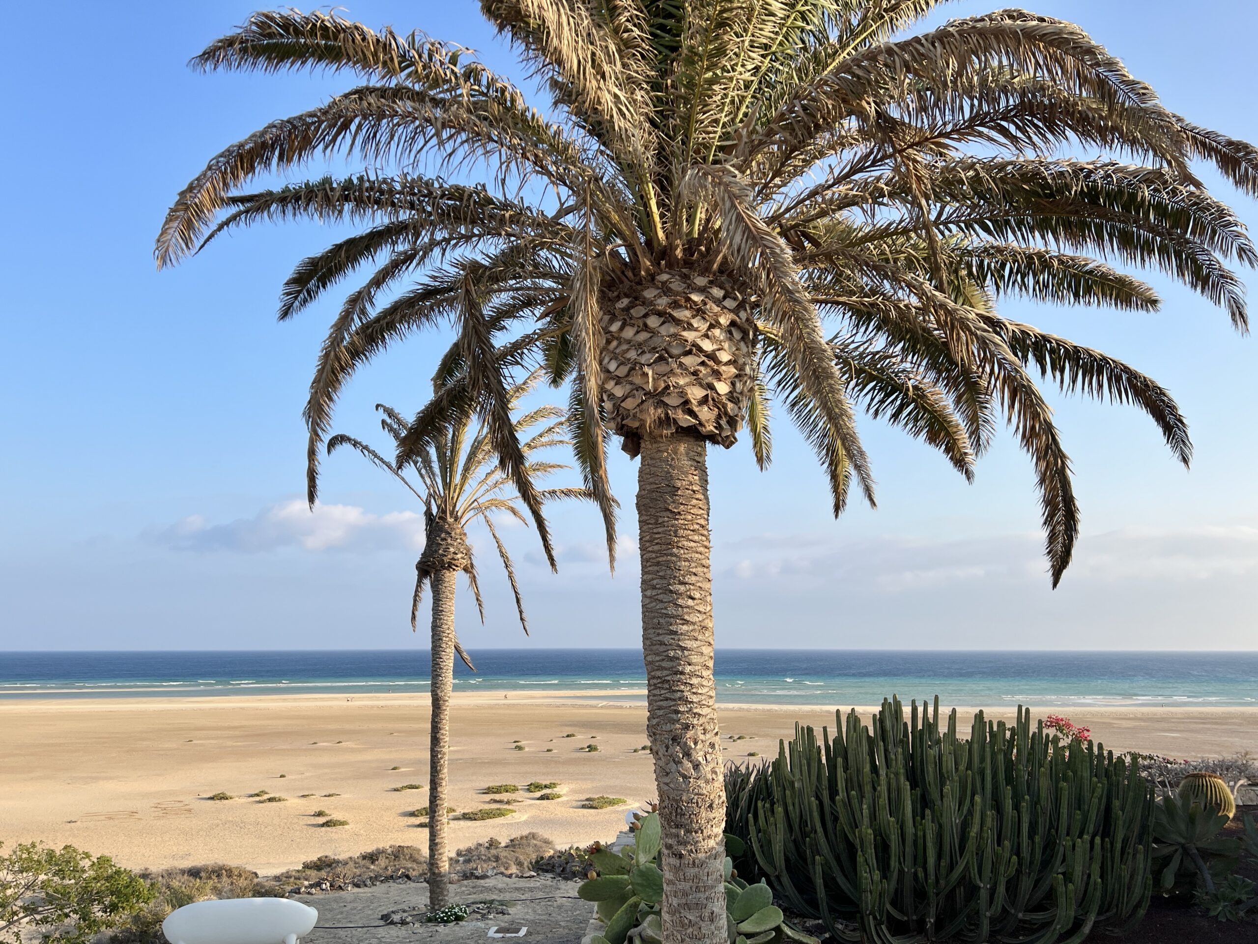 Palmen über dem Strand