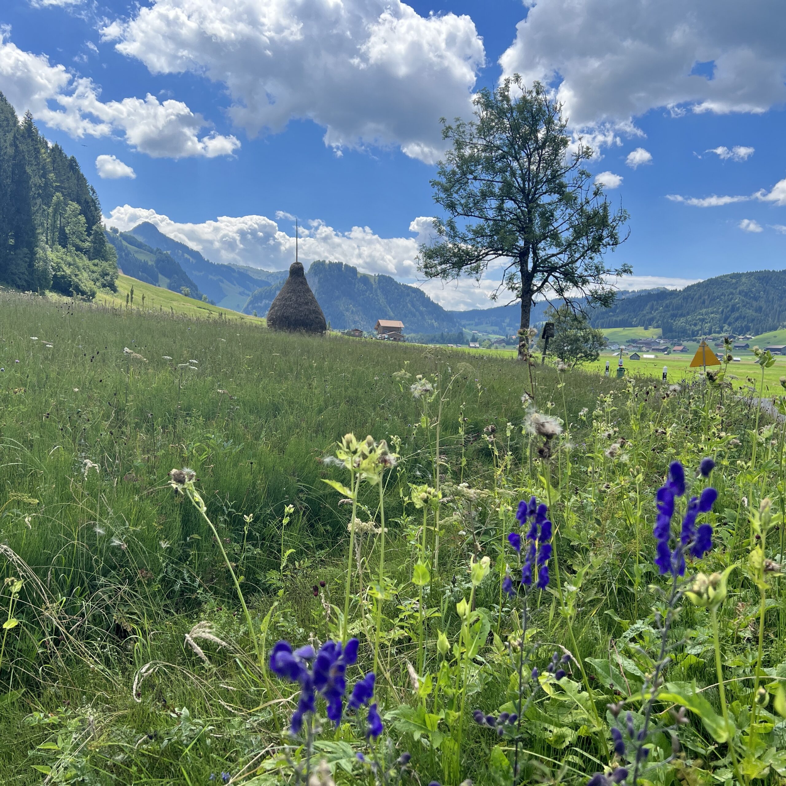 Eisenhut am Wegrand