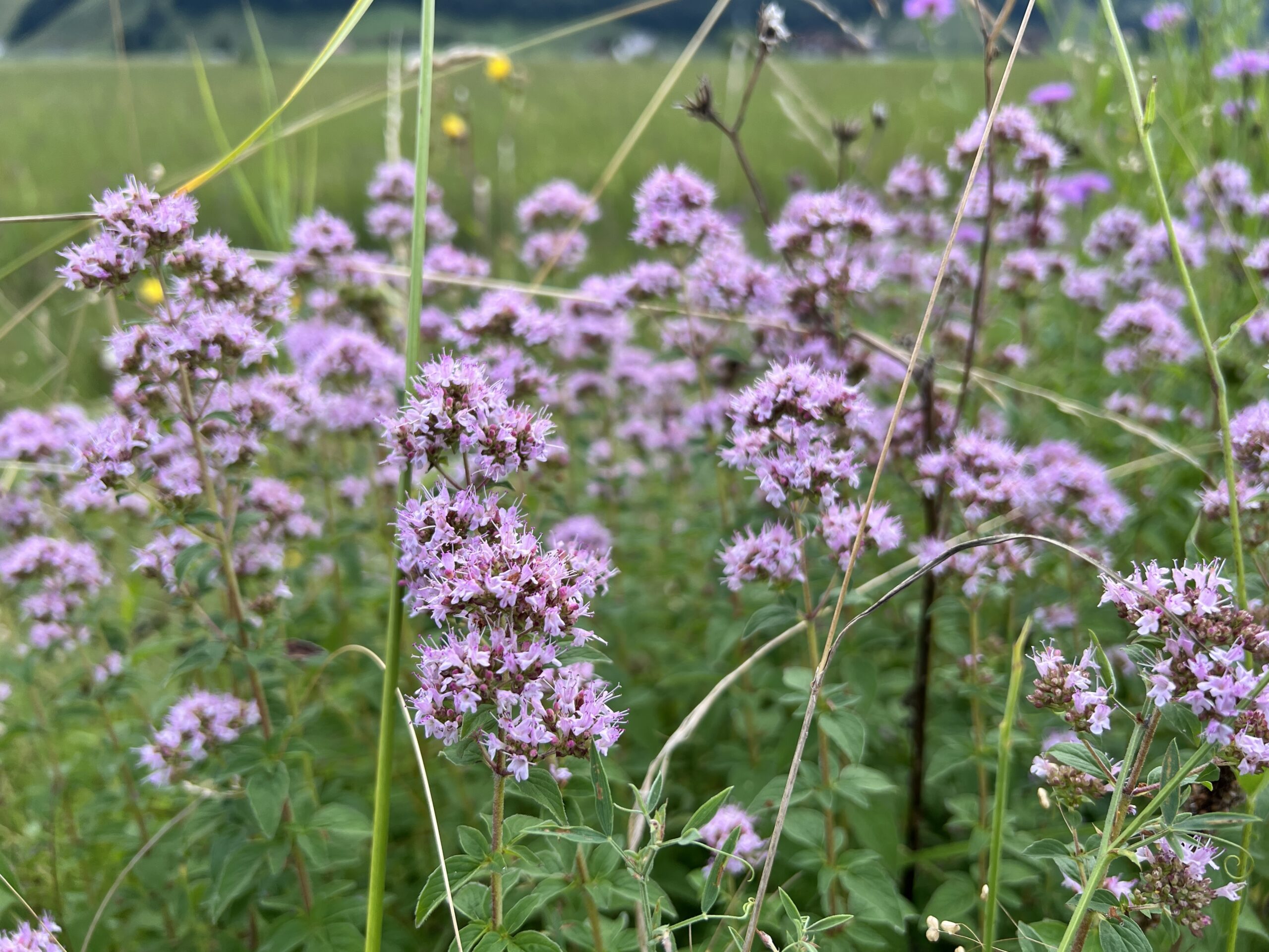 Ganz viel Oregano