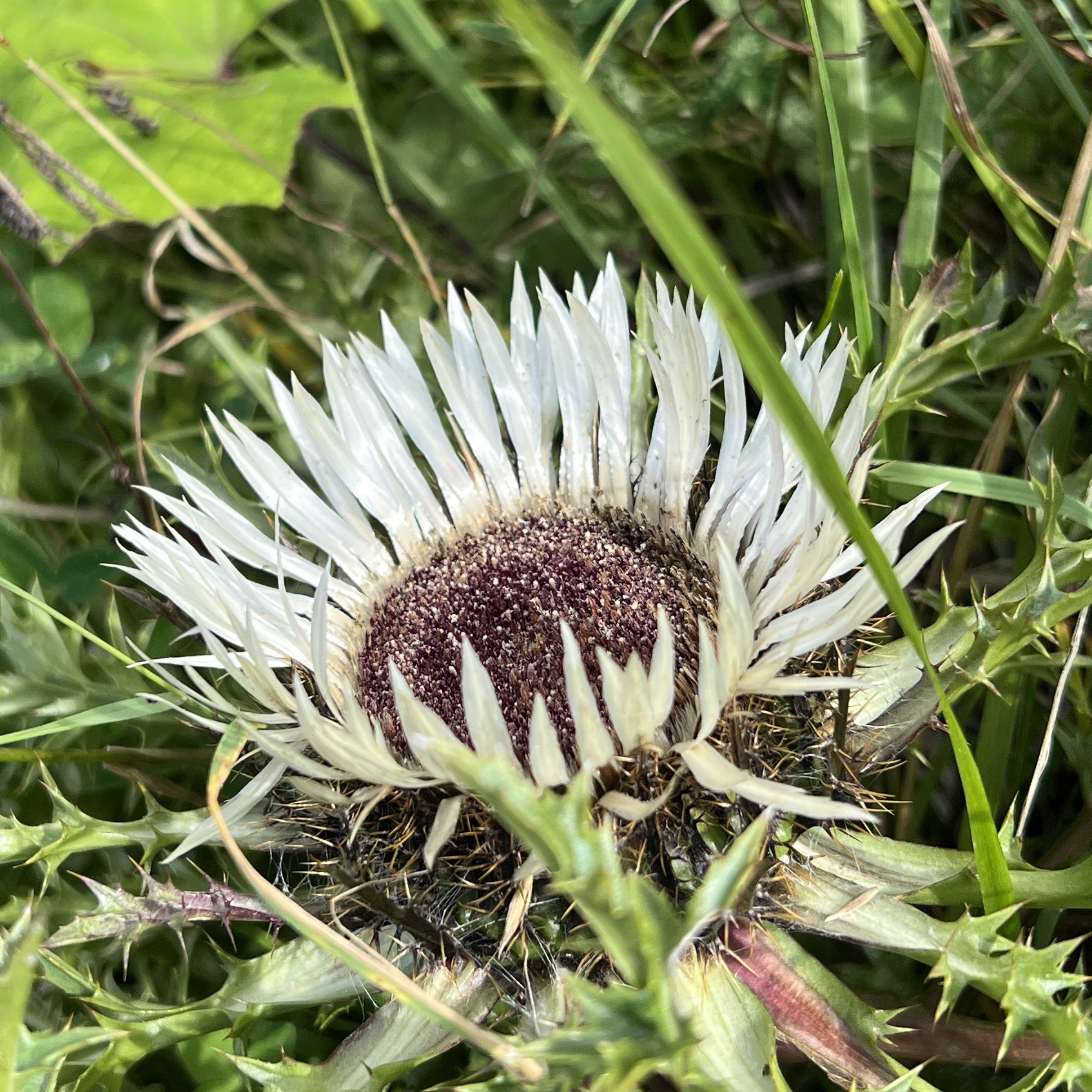 Silberdistel