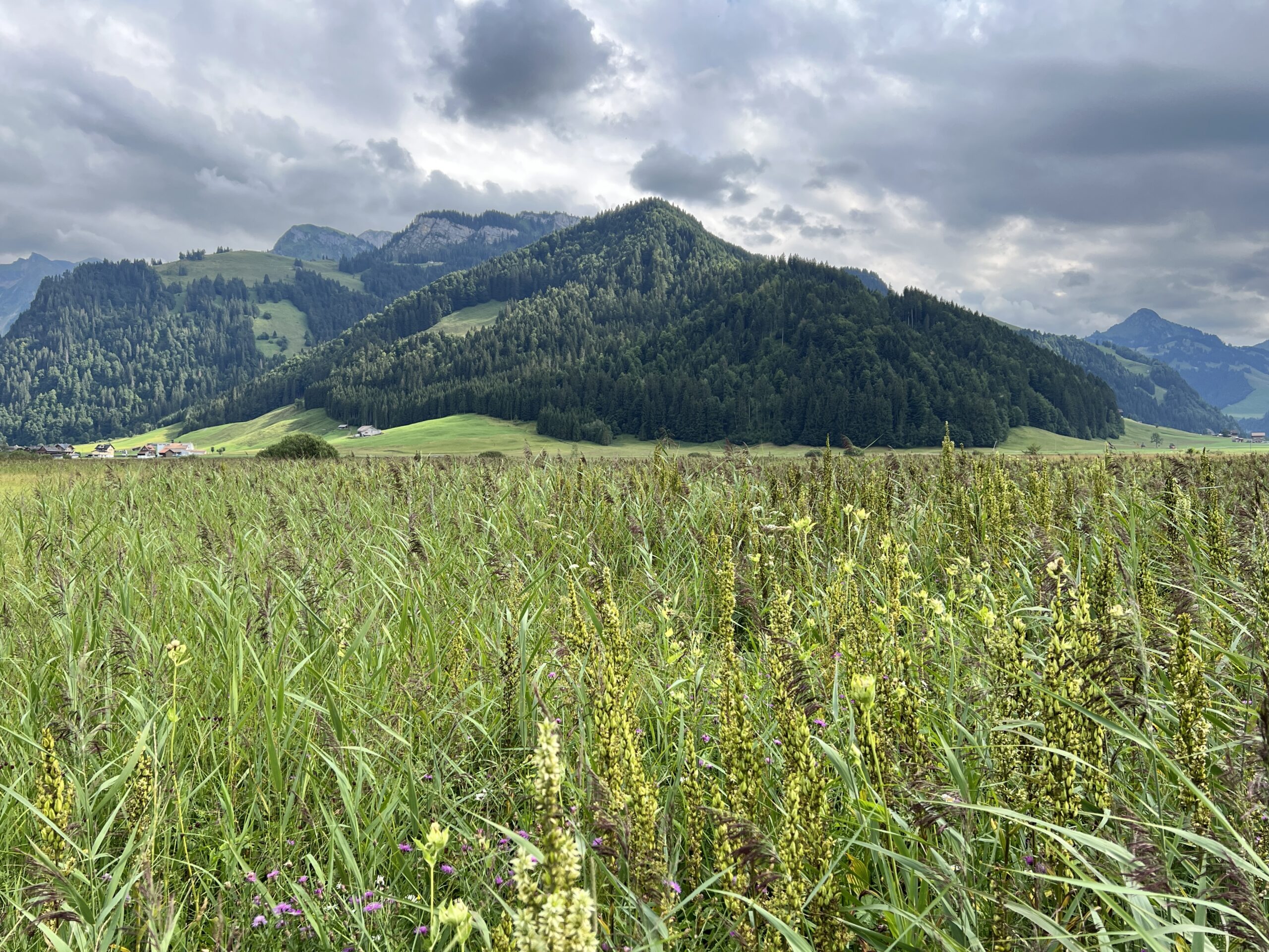 Und was sind die weissgrauen Kerzen?