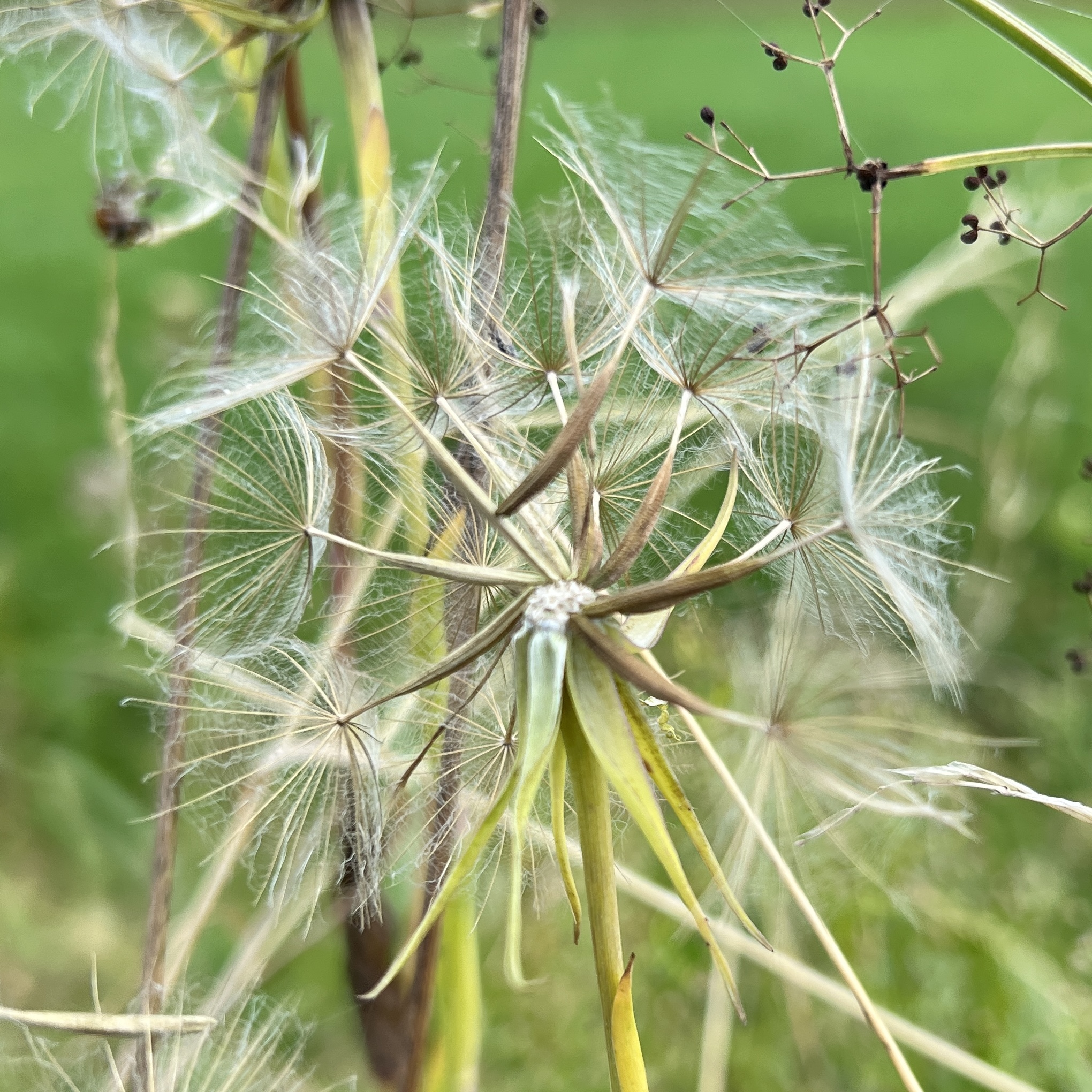 Wiesenbocksbart