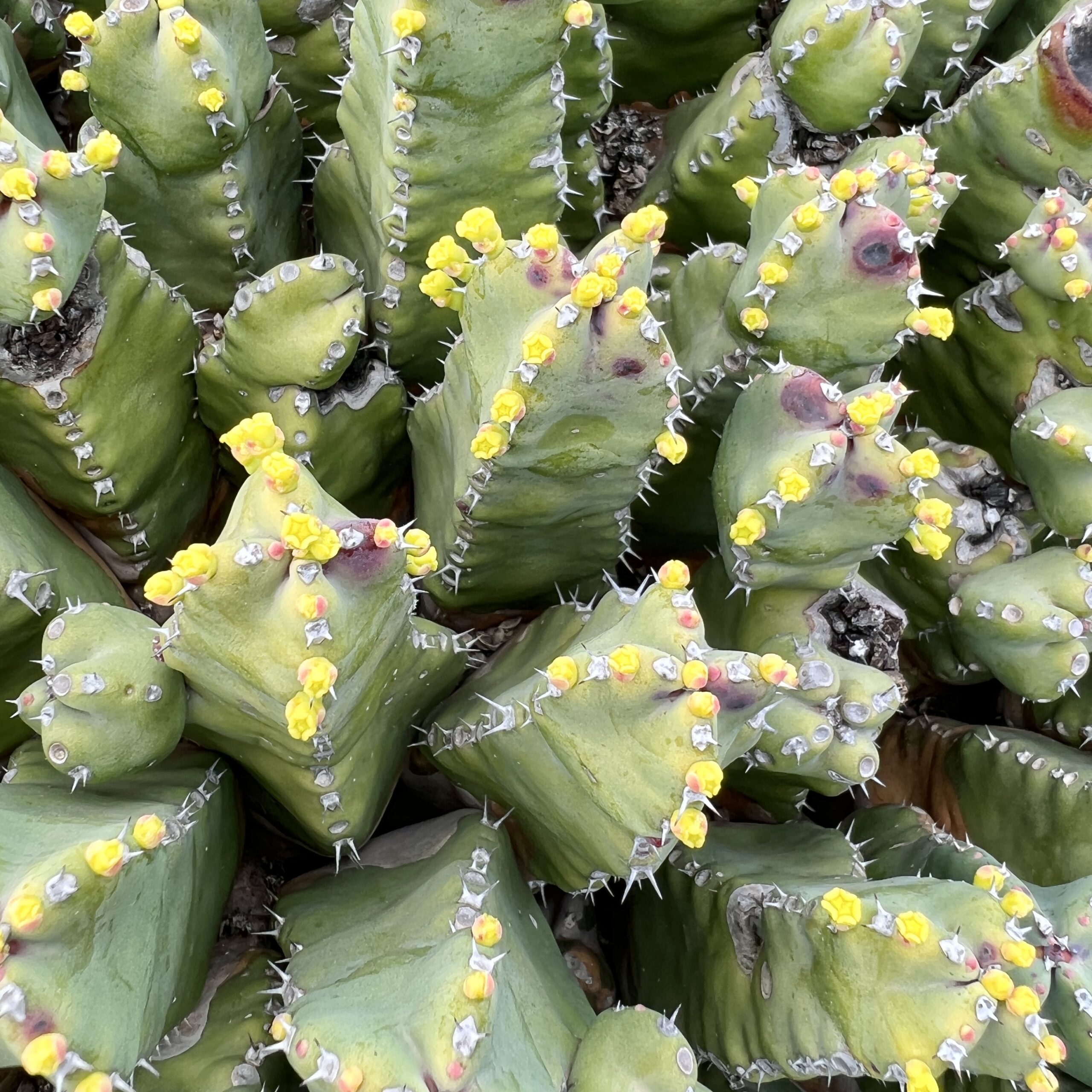 Euphorbia (Harz-Wolfsmilch)