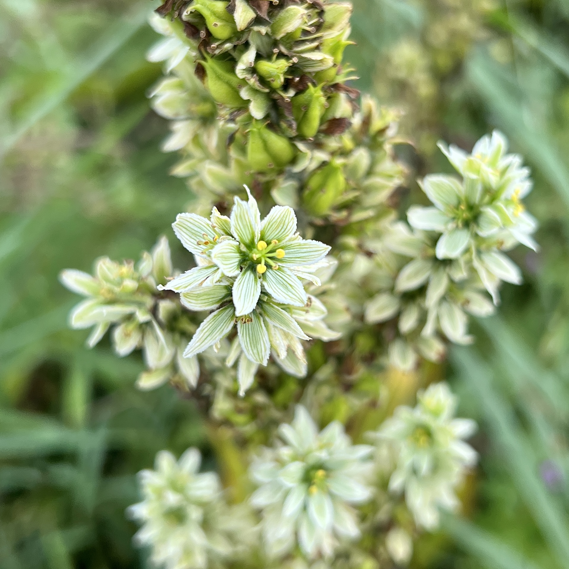 Weisser Germer/weisse Nieswurz (Lilienartige)