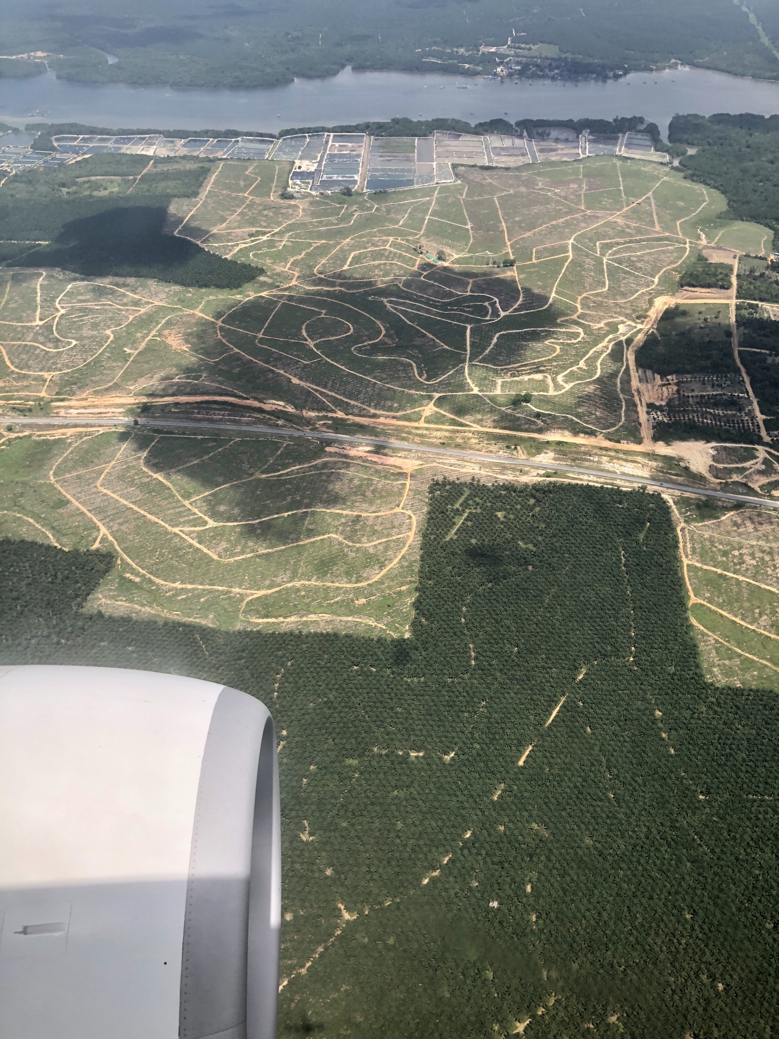 Ölpalmen für Palmöl (Malaysia)