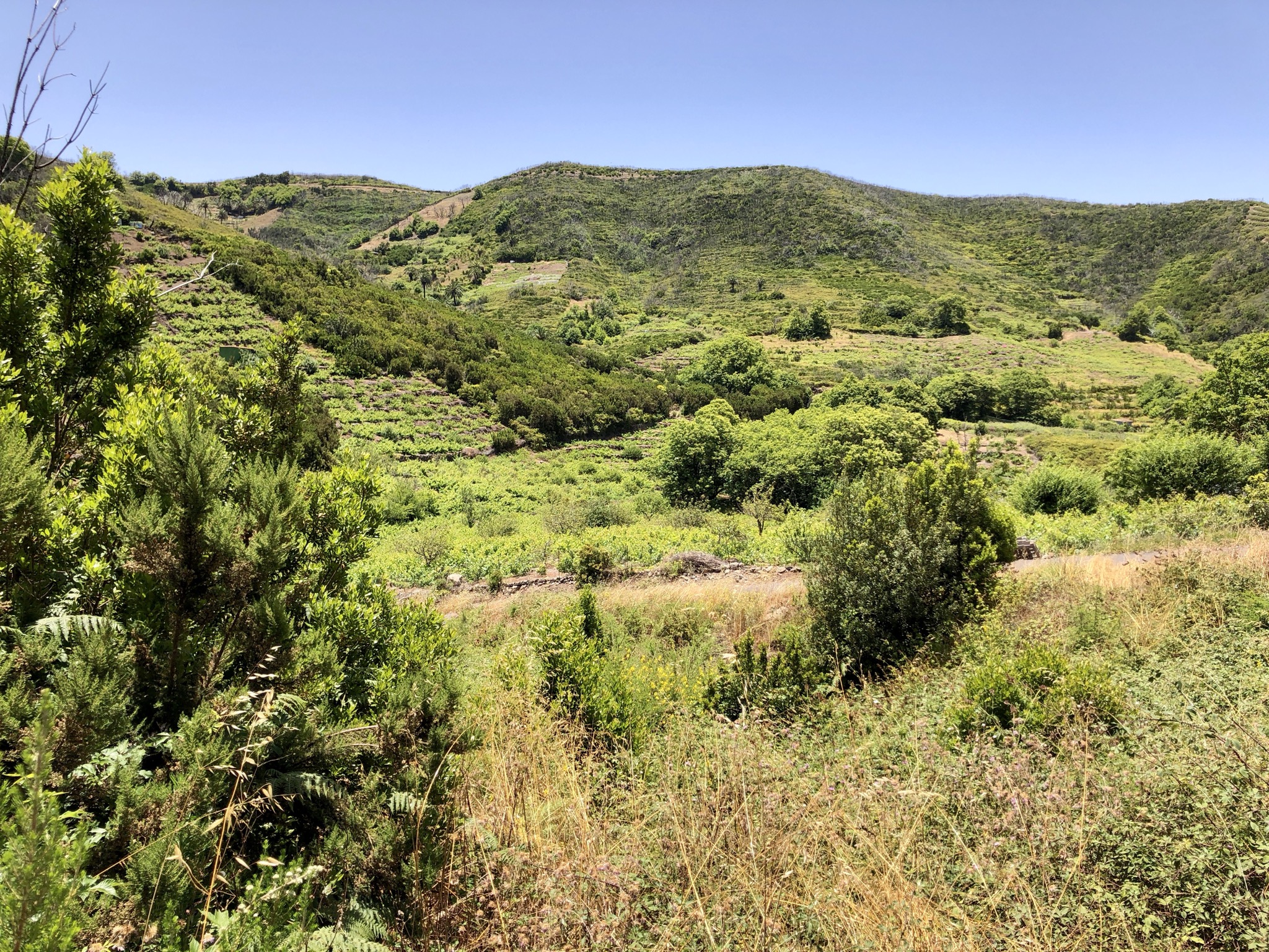 Blick in Kulturland (Reben)