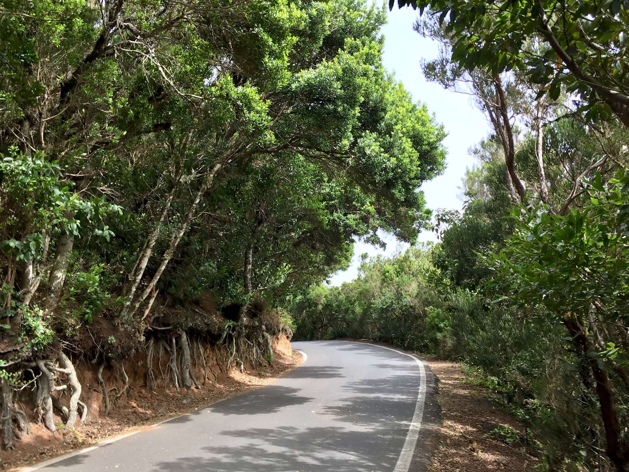 Strasse im Lorbeerwald