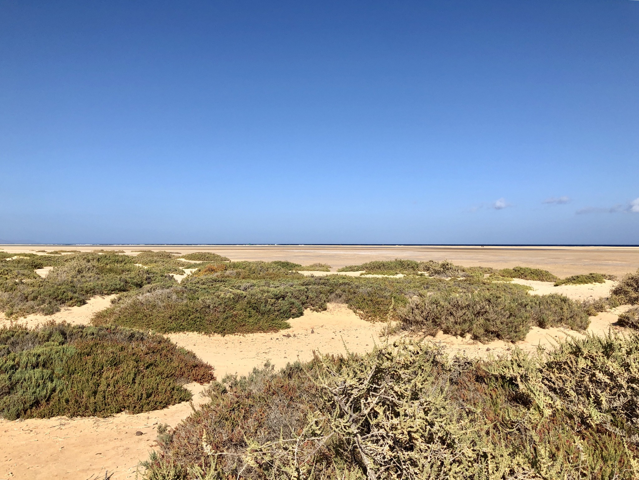 Grüne Inseln im Sand