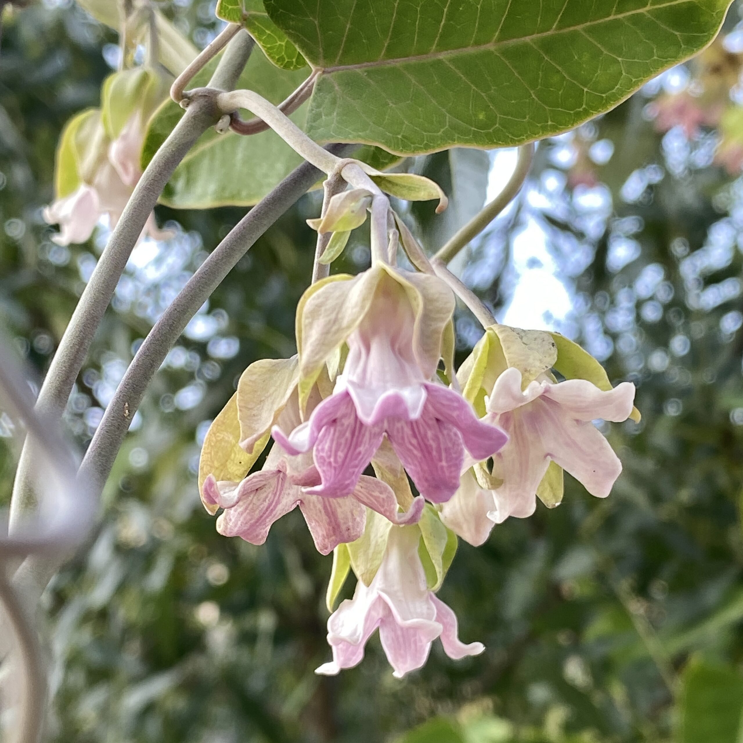 Blumen am Strassenrand