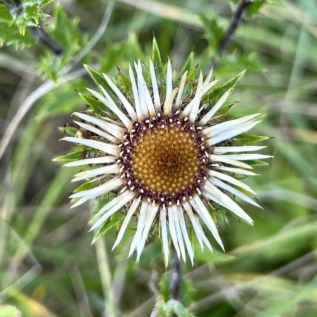 Golddistel
