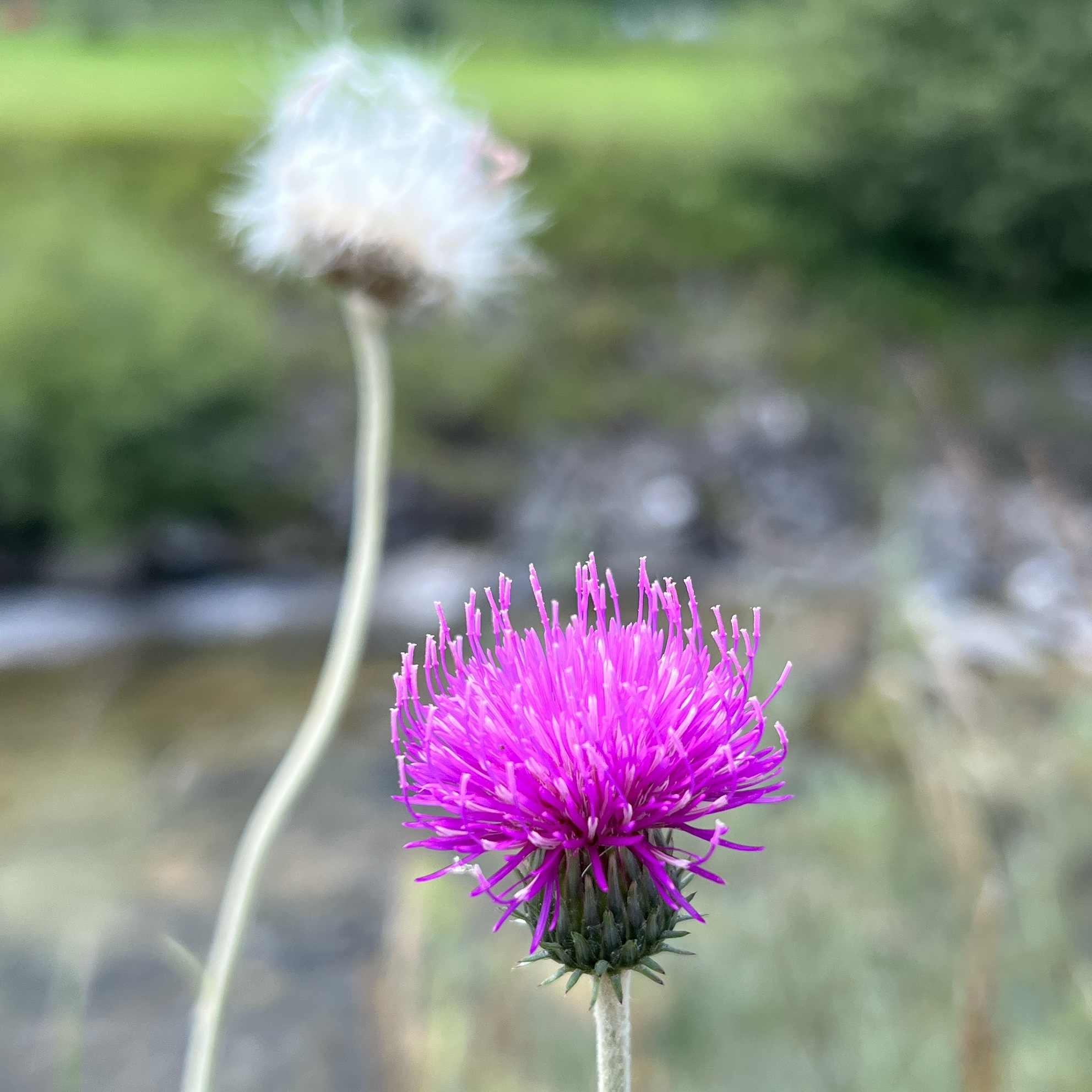 Alpendistel
