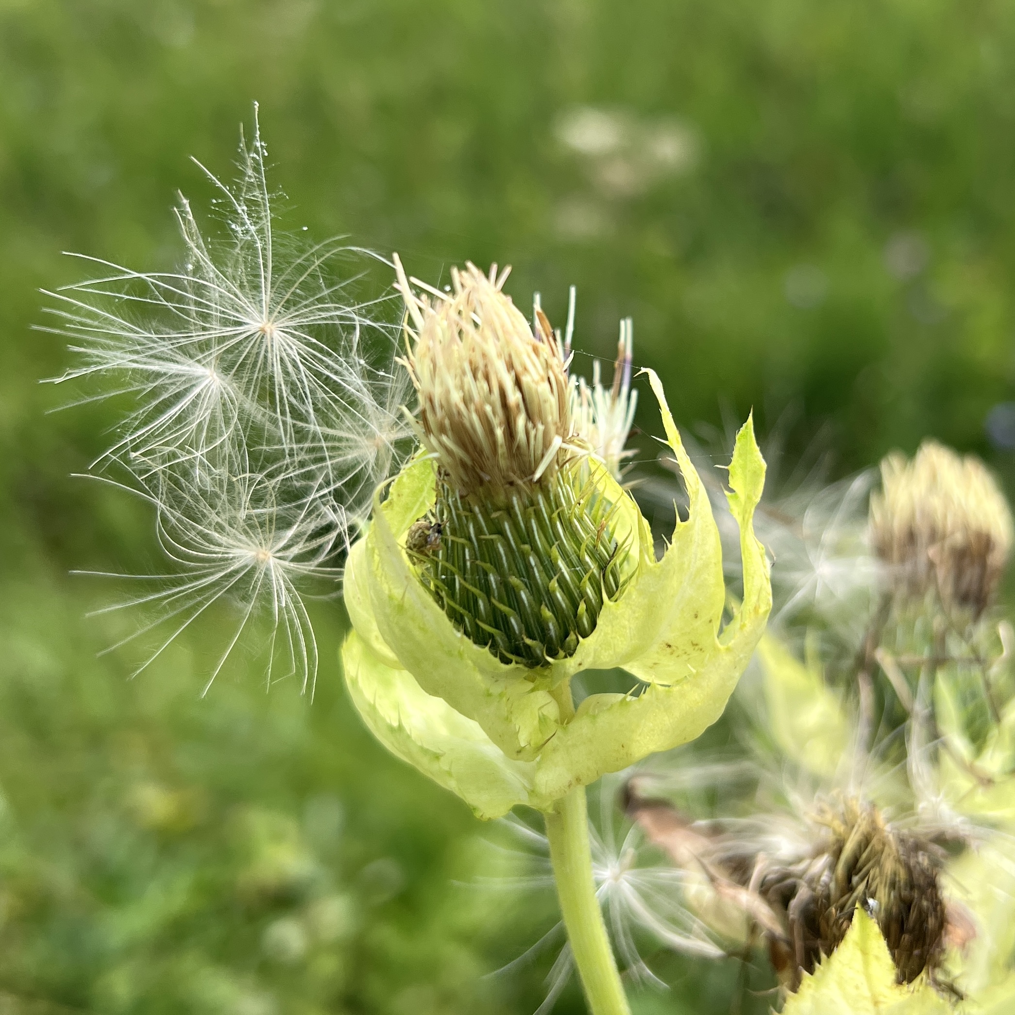 Kohl-Kratzdistel