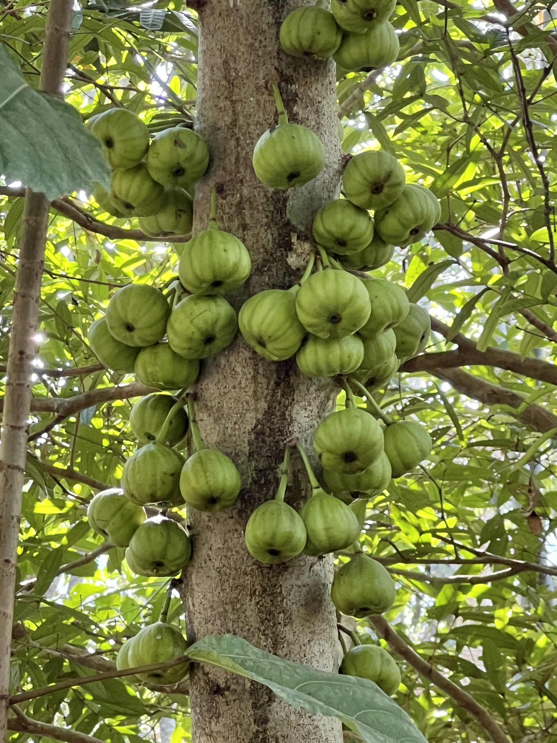 Die Früchte wachsen büschelweise aus dem Stamm