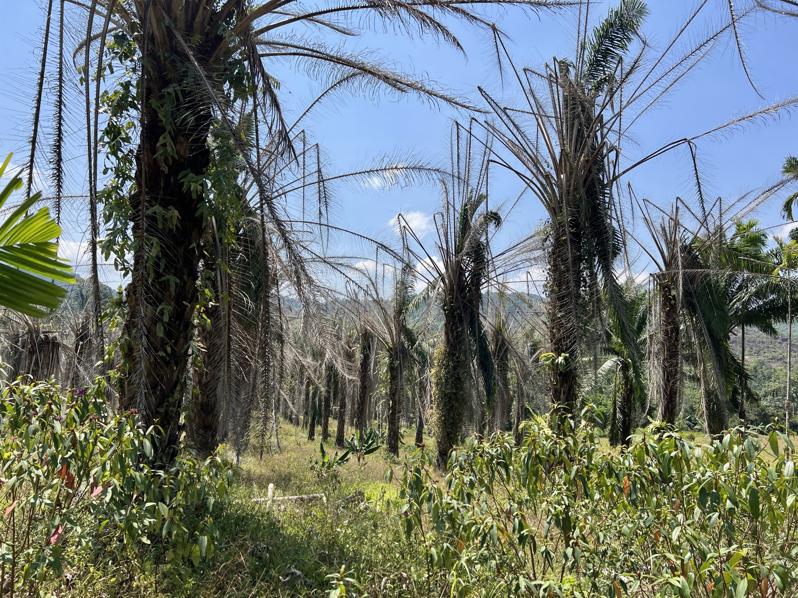 Vertippt beim Eingeben in Google Maps: wir landen auf einem Ölpalmen-Friedhof im Nirgendwo