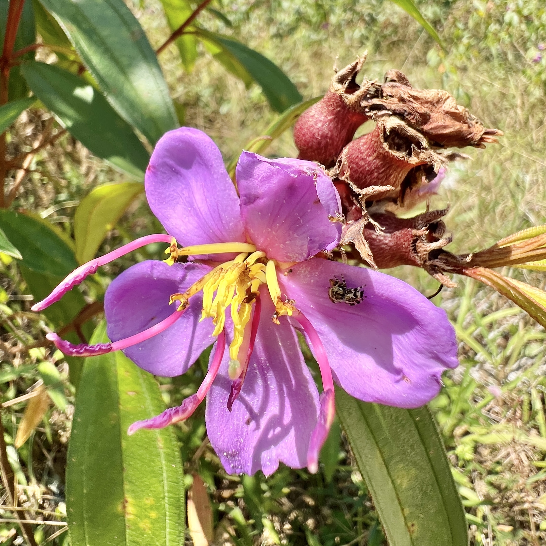 Indischer Rhododendron überall am Strassenrand