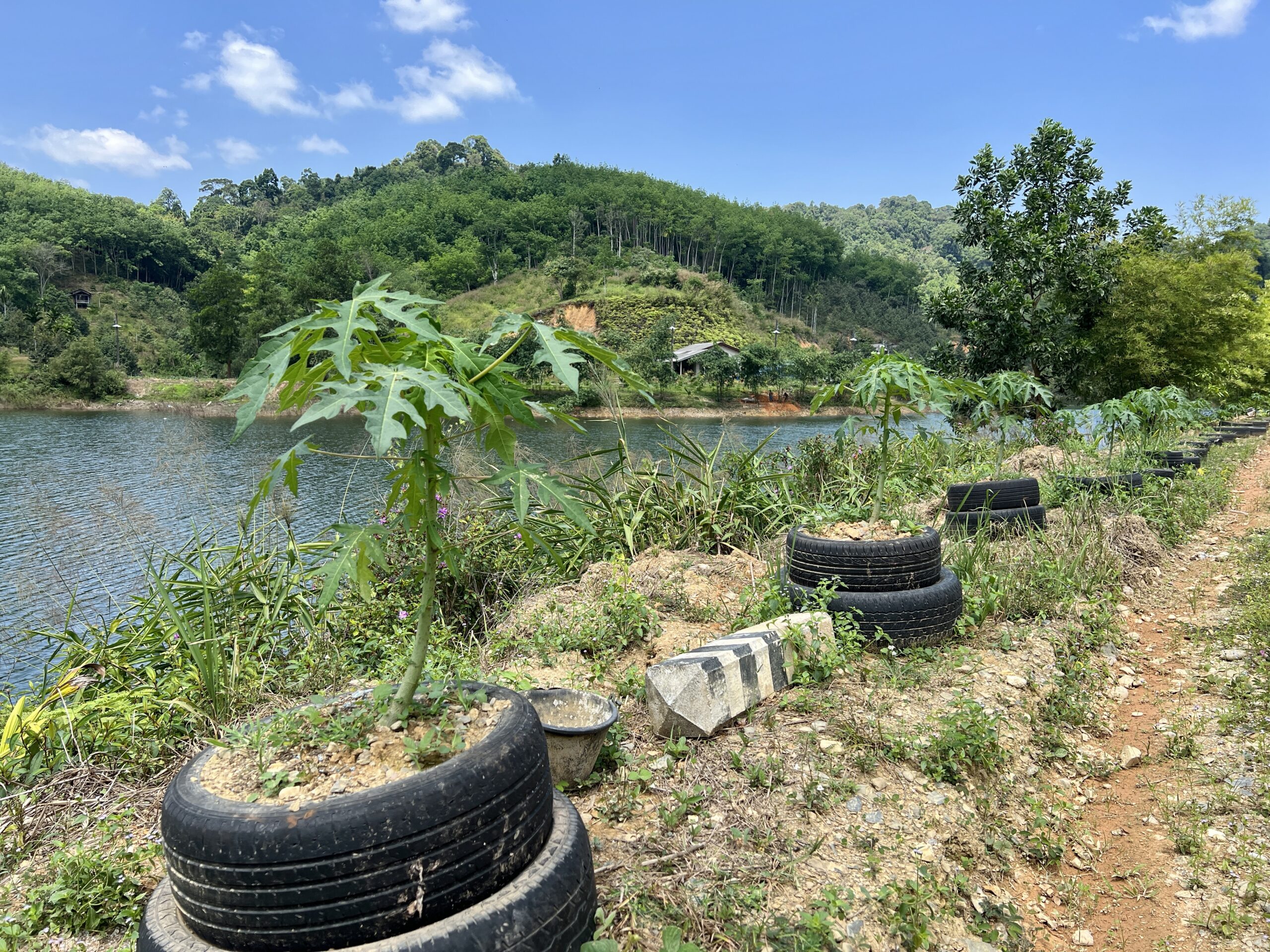In jedem Pneu-Topf wächst eine Papaya