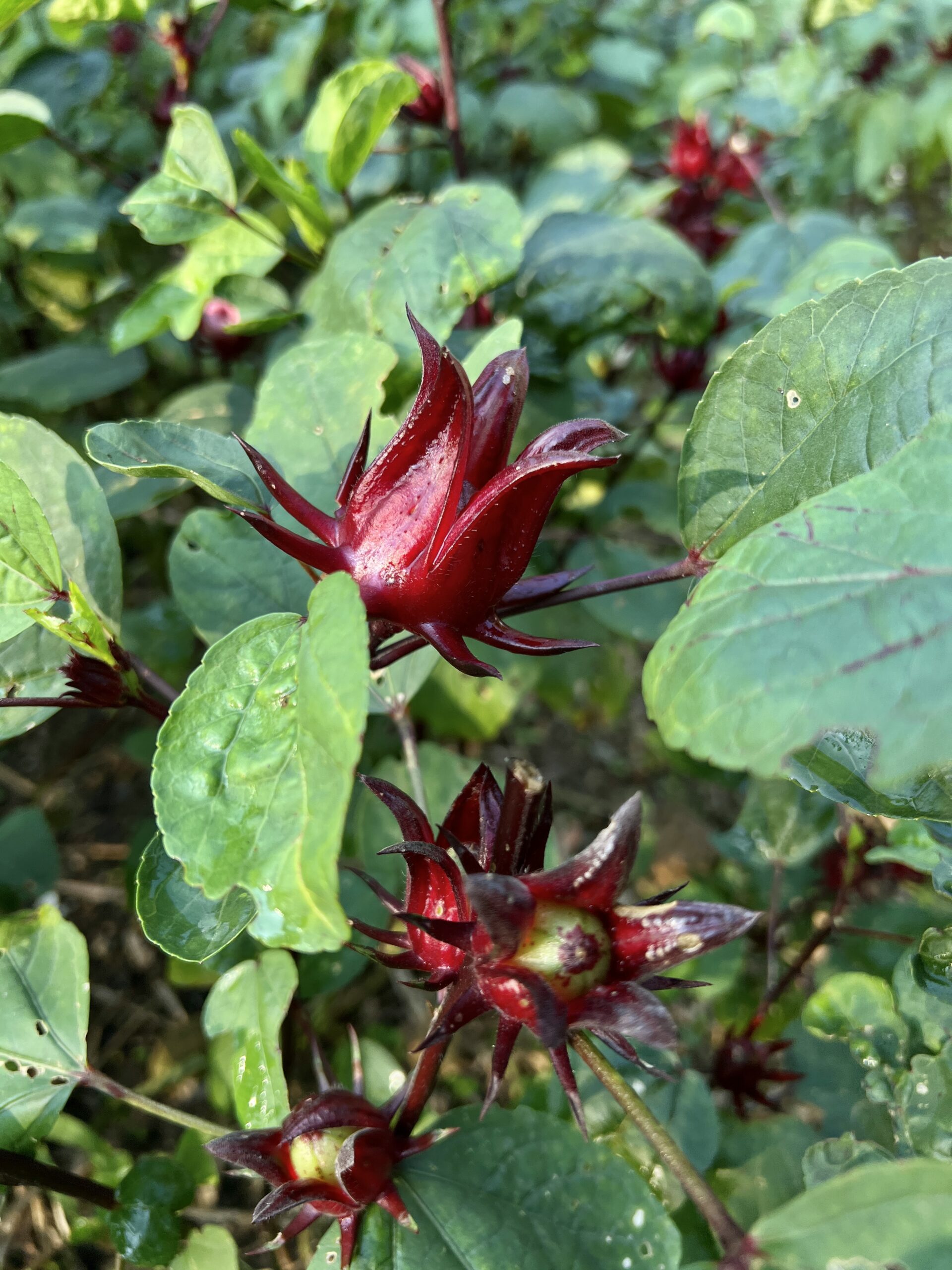 Karkadeh im Gemüsegarten