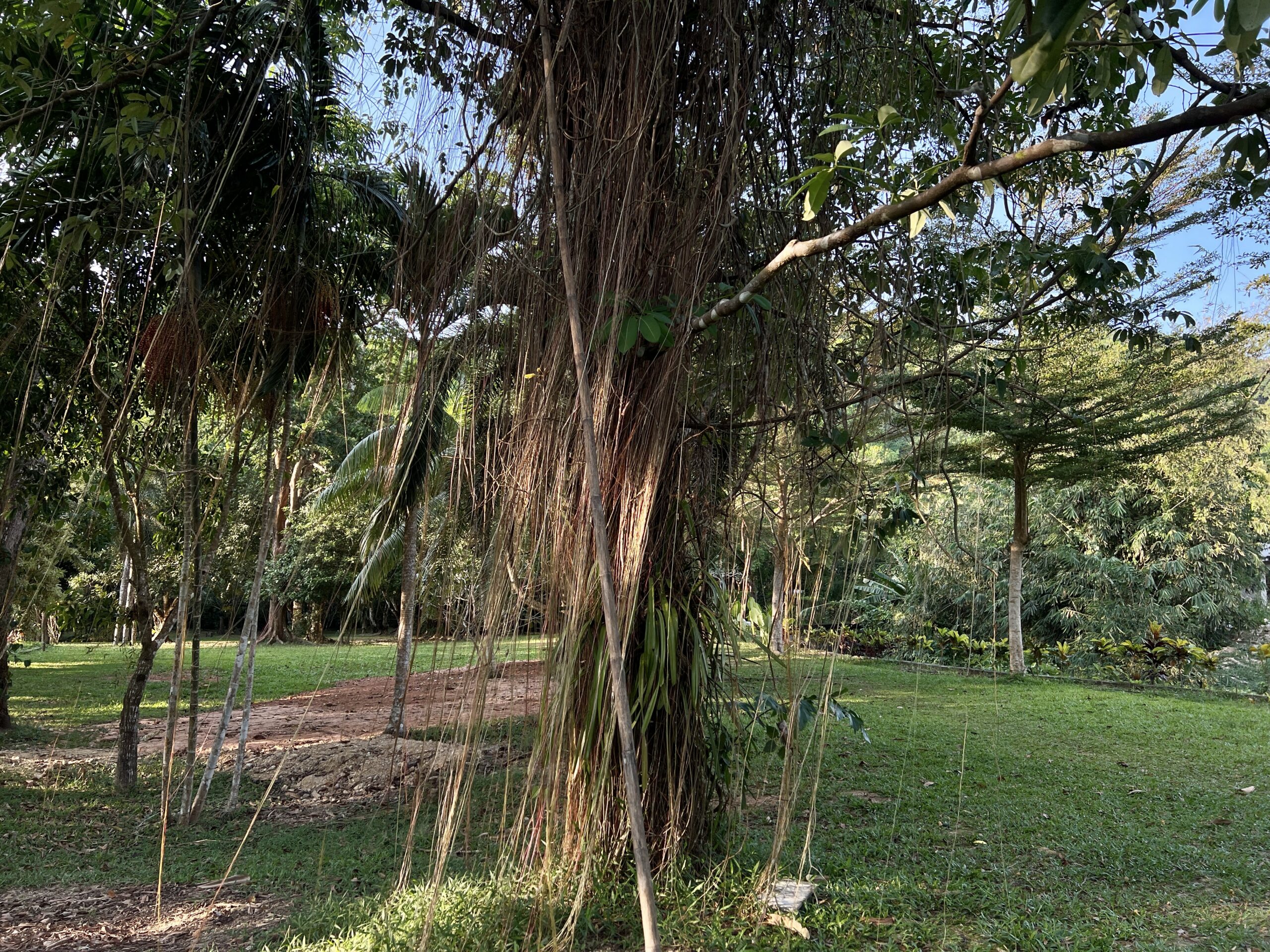 Bäume im Hotelgarten