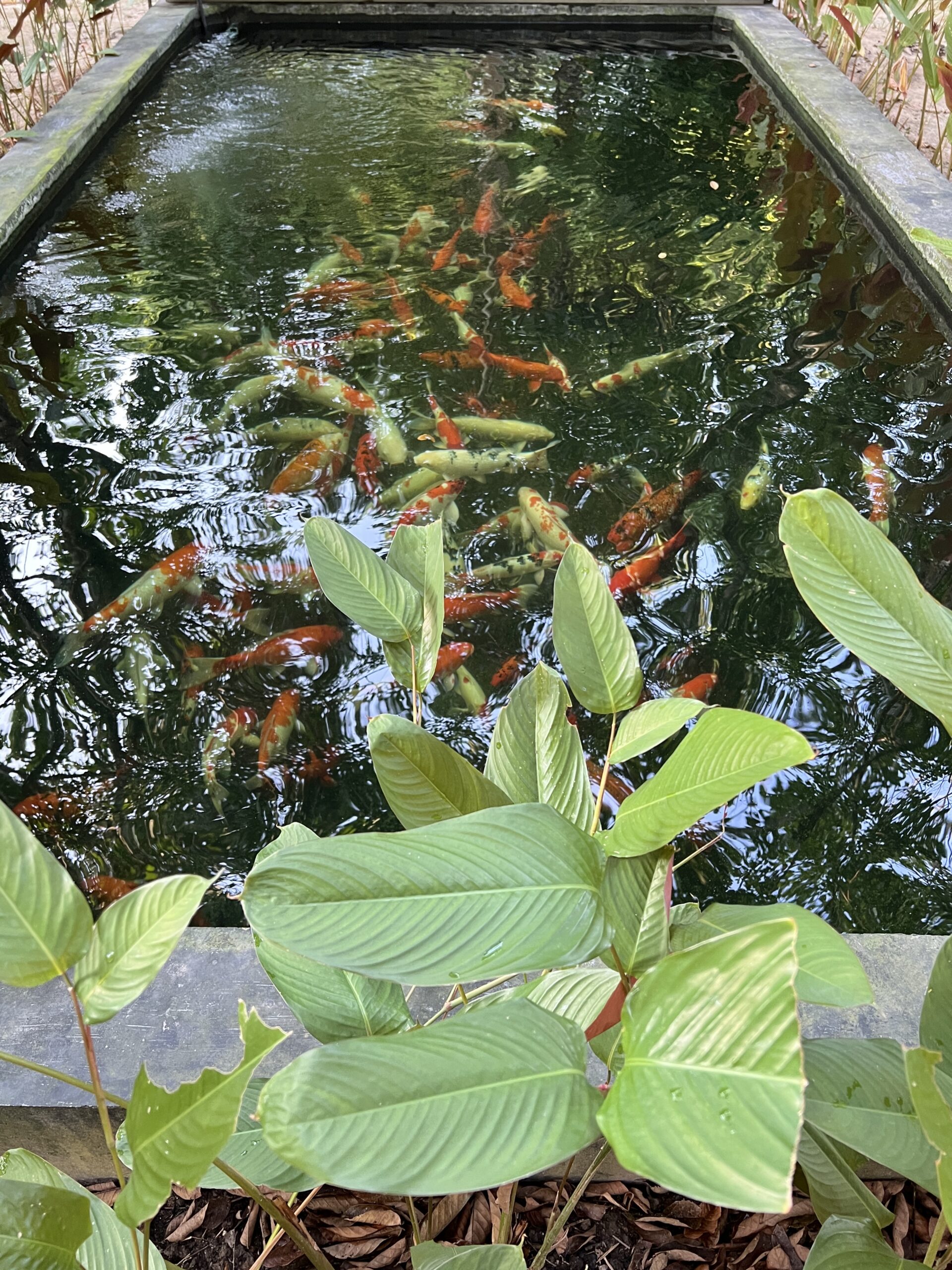 Koi-Teich