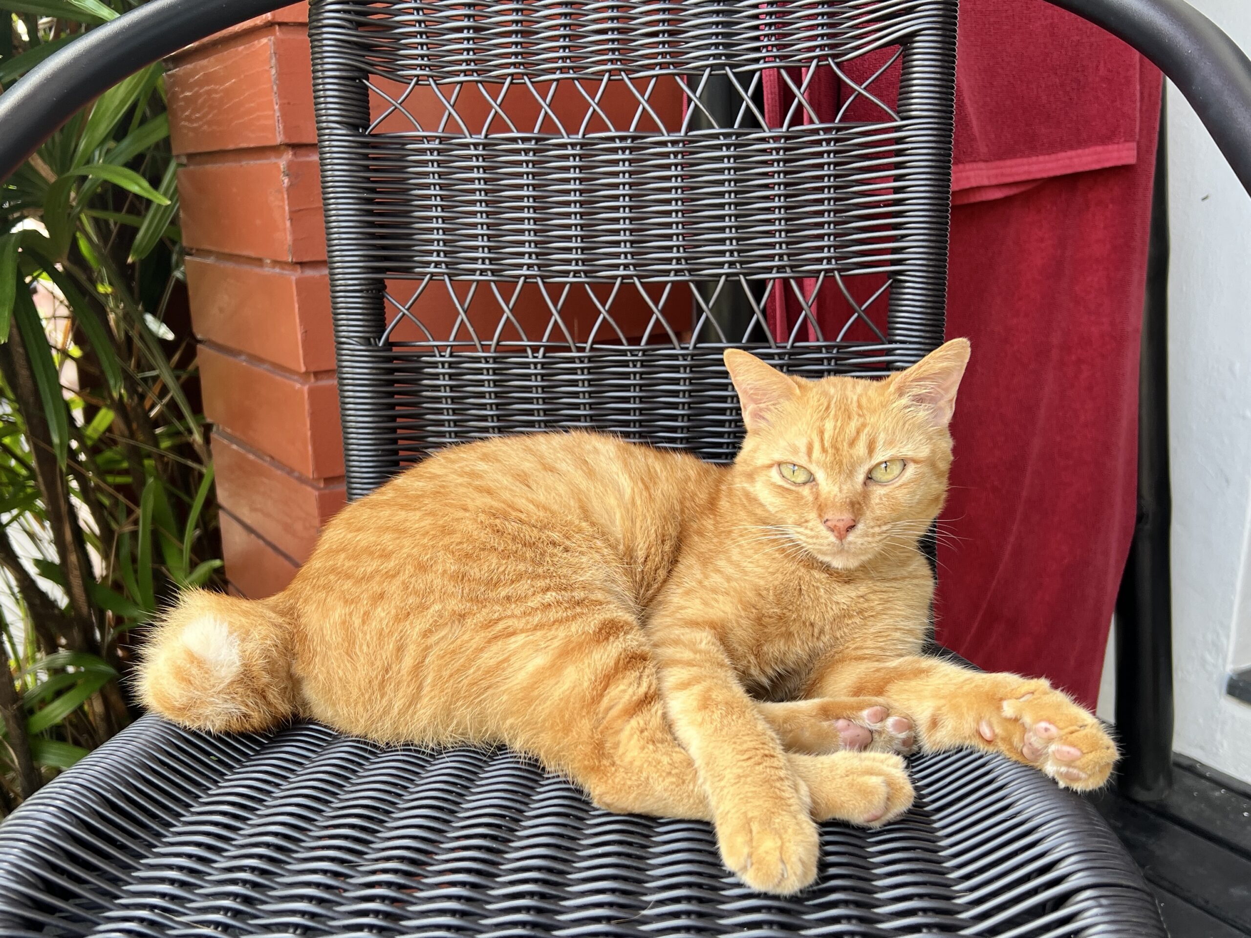 Khanom – Khao Mai (auf Phuket)