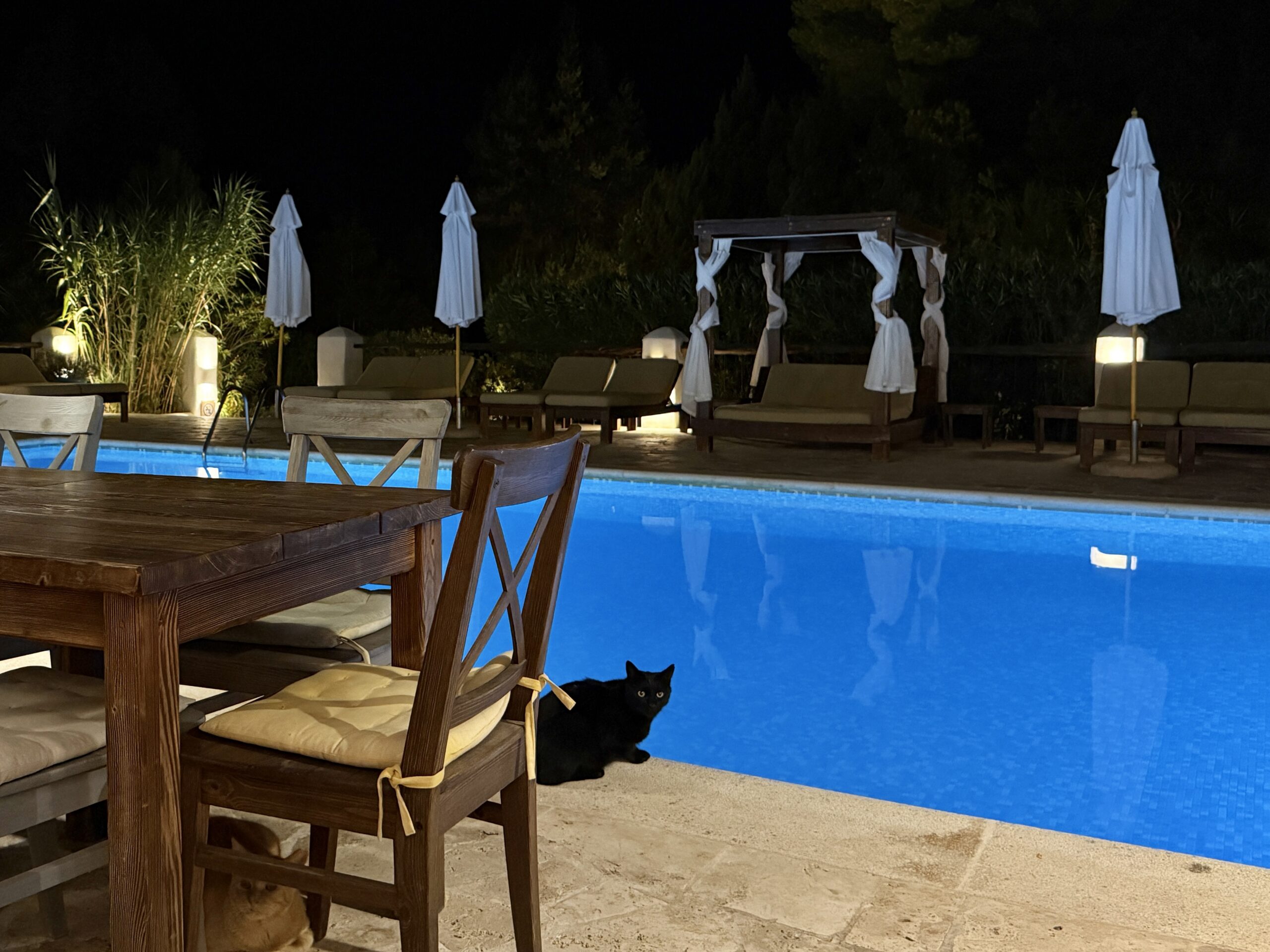 Pool mit Kater Luís