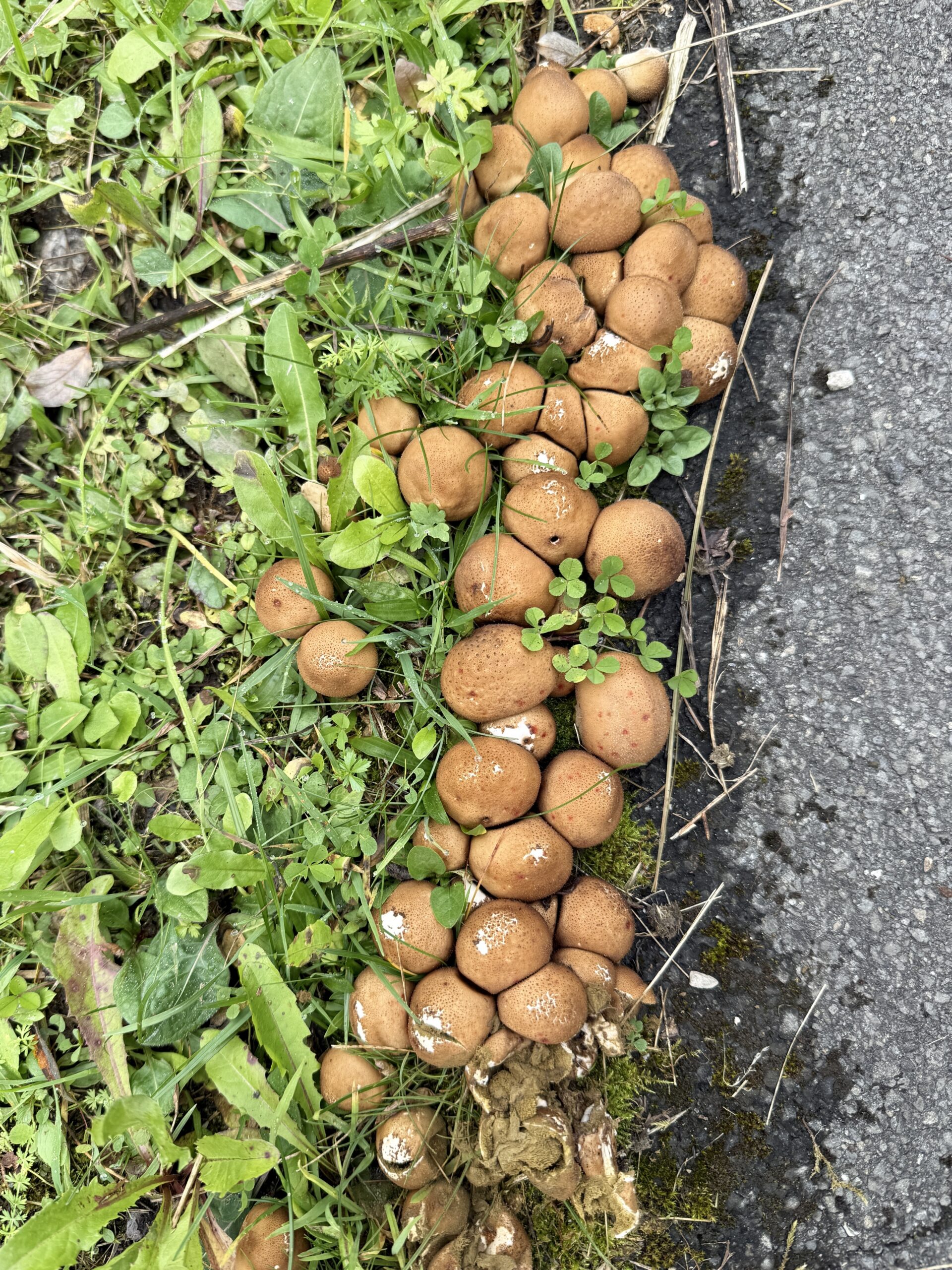 Flaschentäublinge