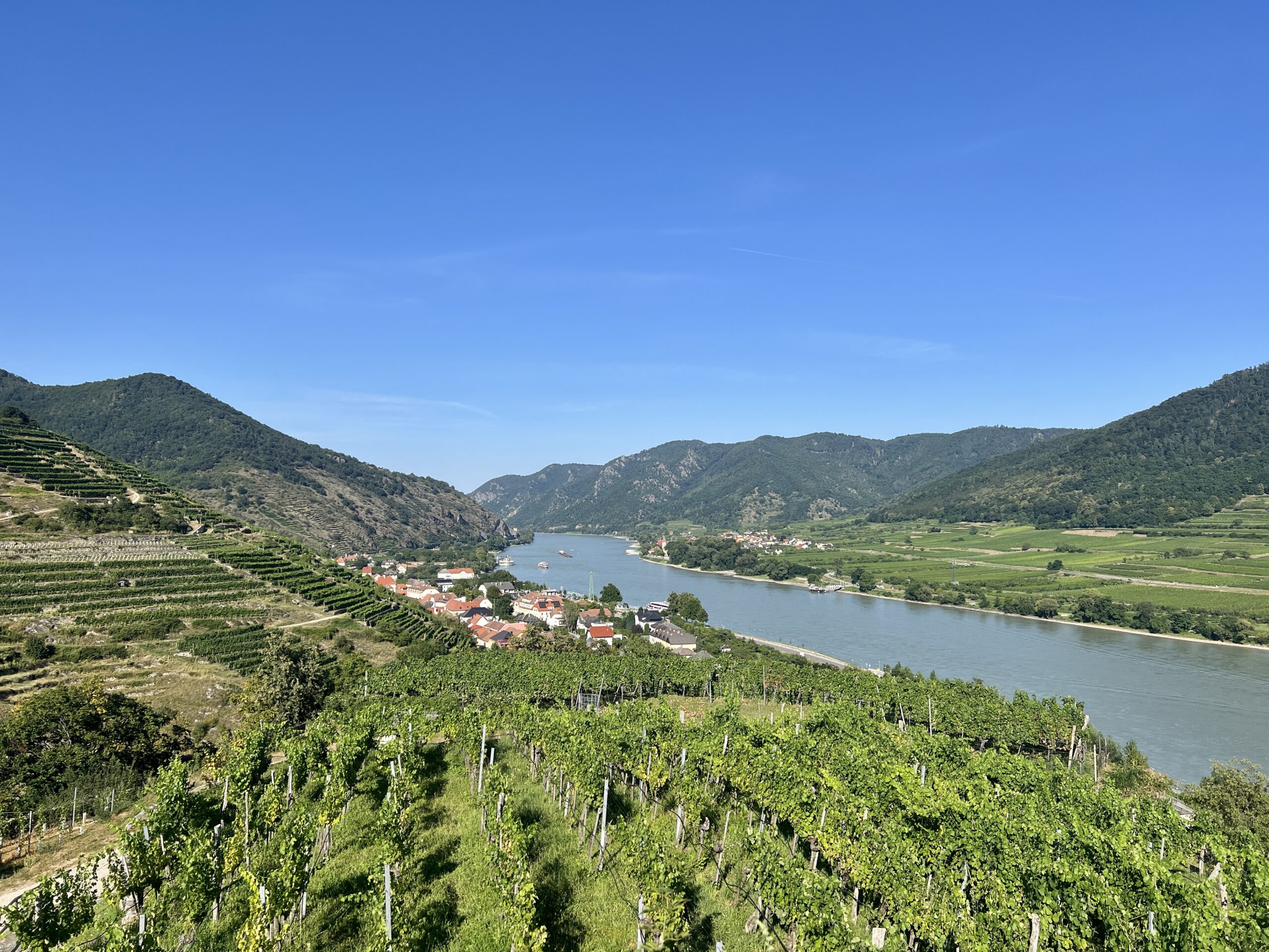Reben in Spitz
