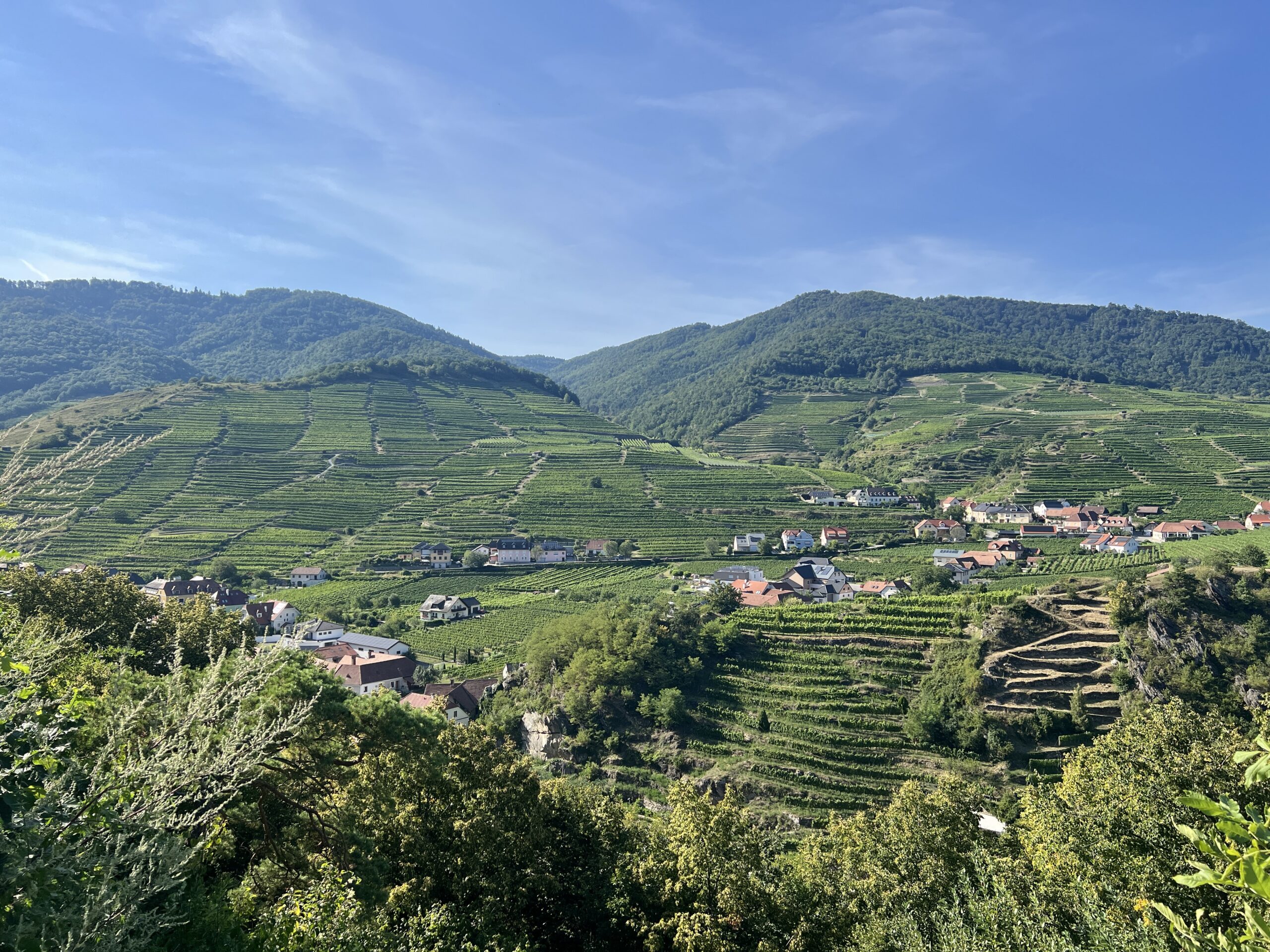 Reben in Spitz