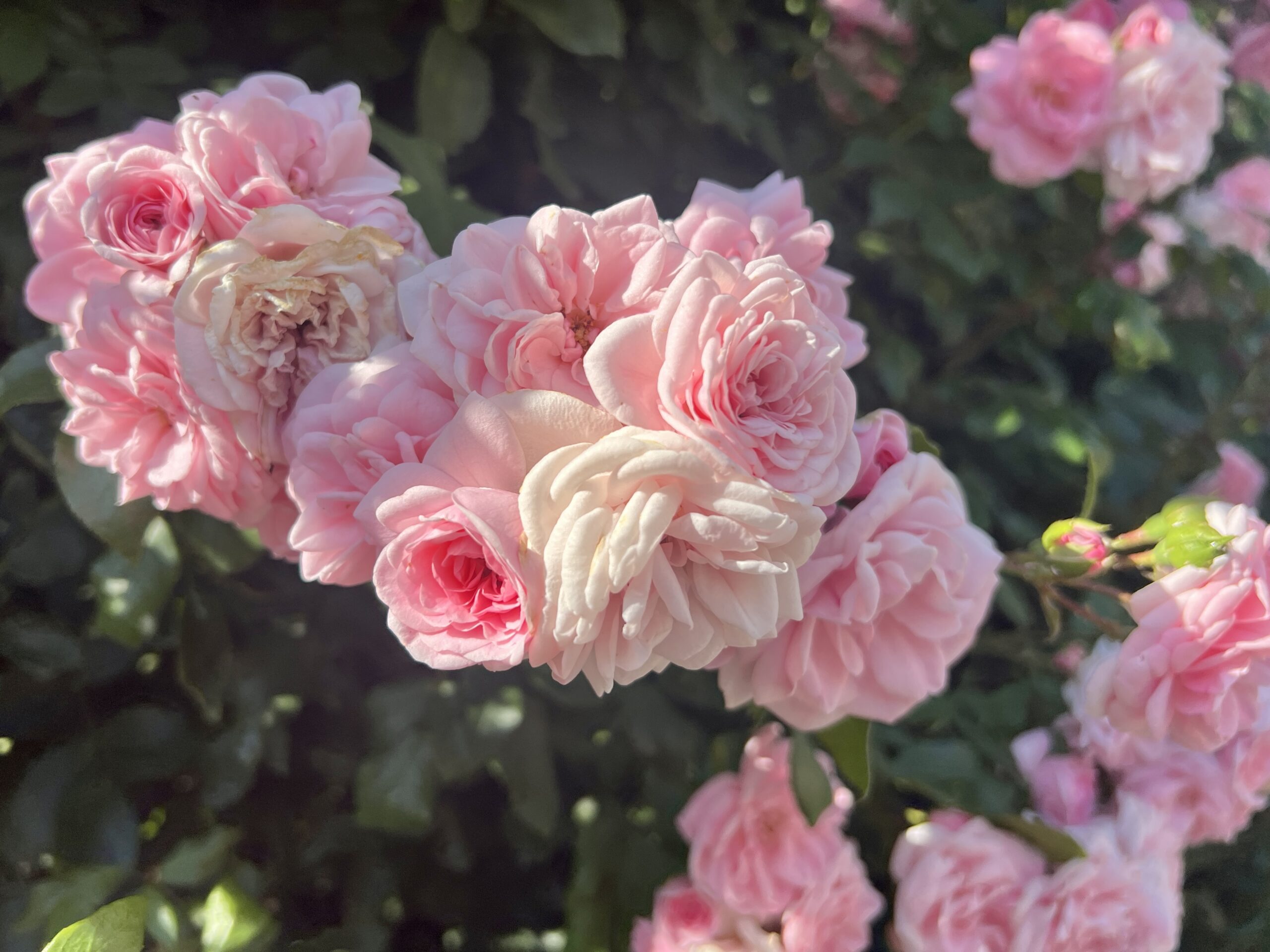 Üppige Rosen