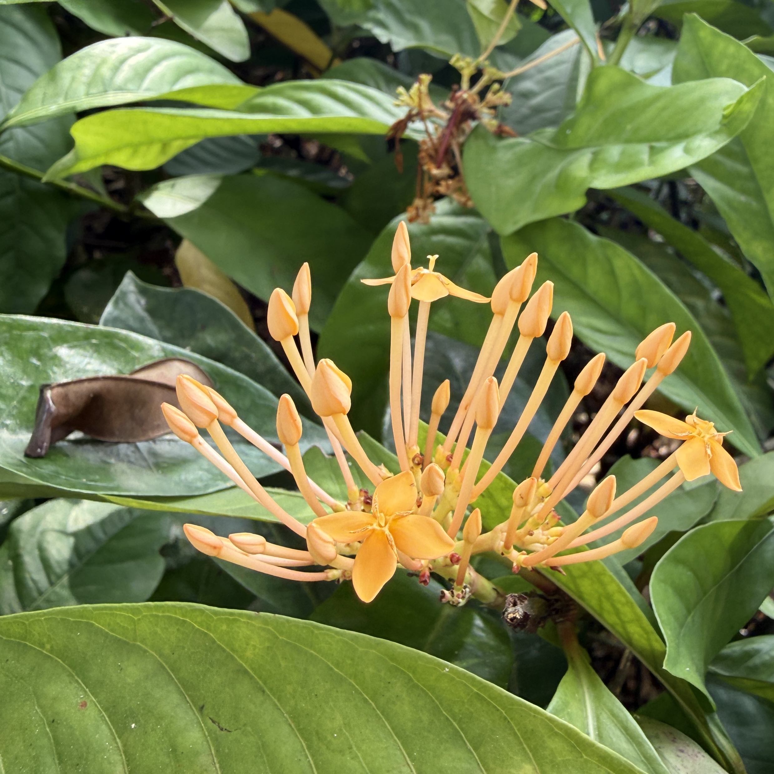 Malteserkrezblume (Ixora)