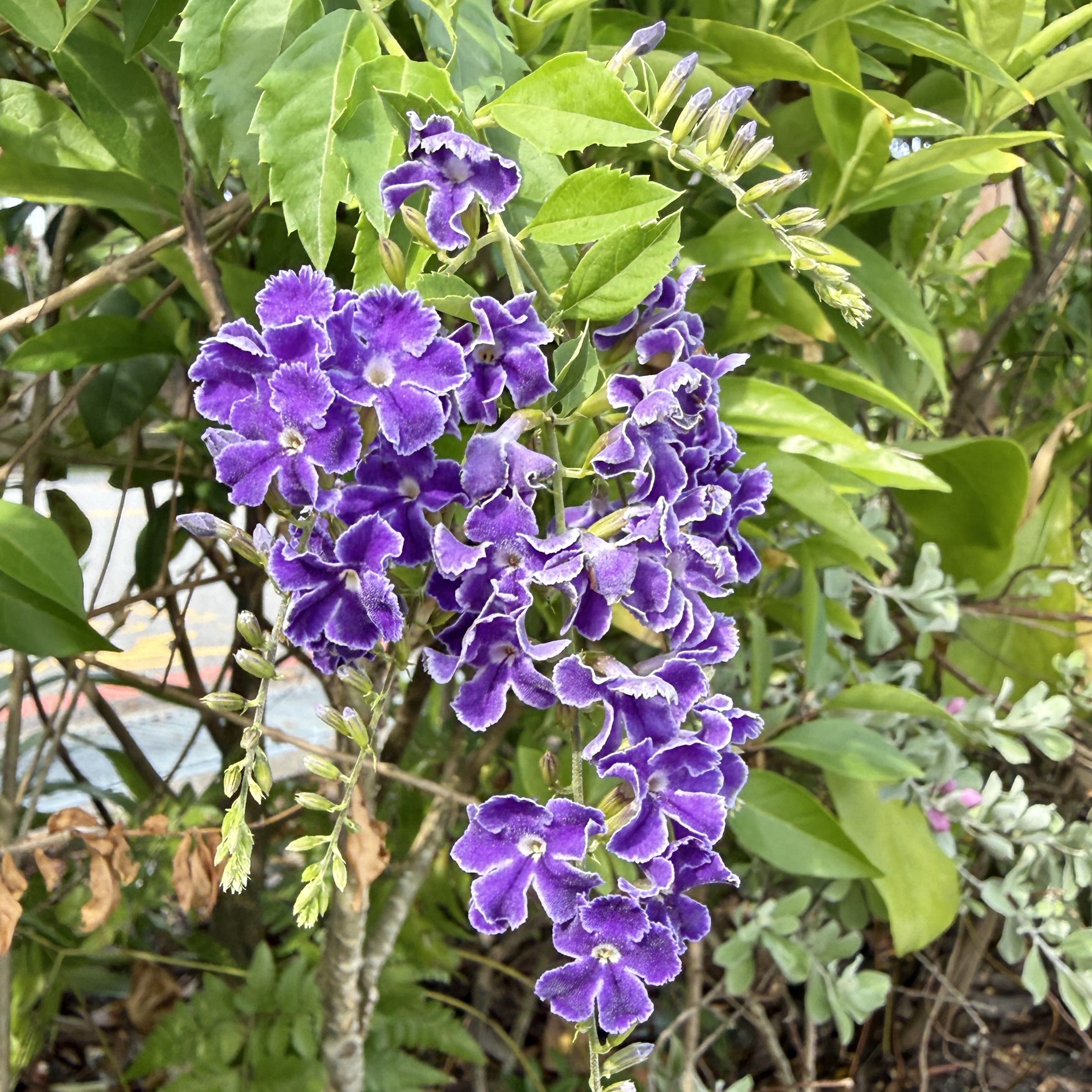 Taubenbeere/Himmelsblüte