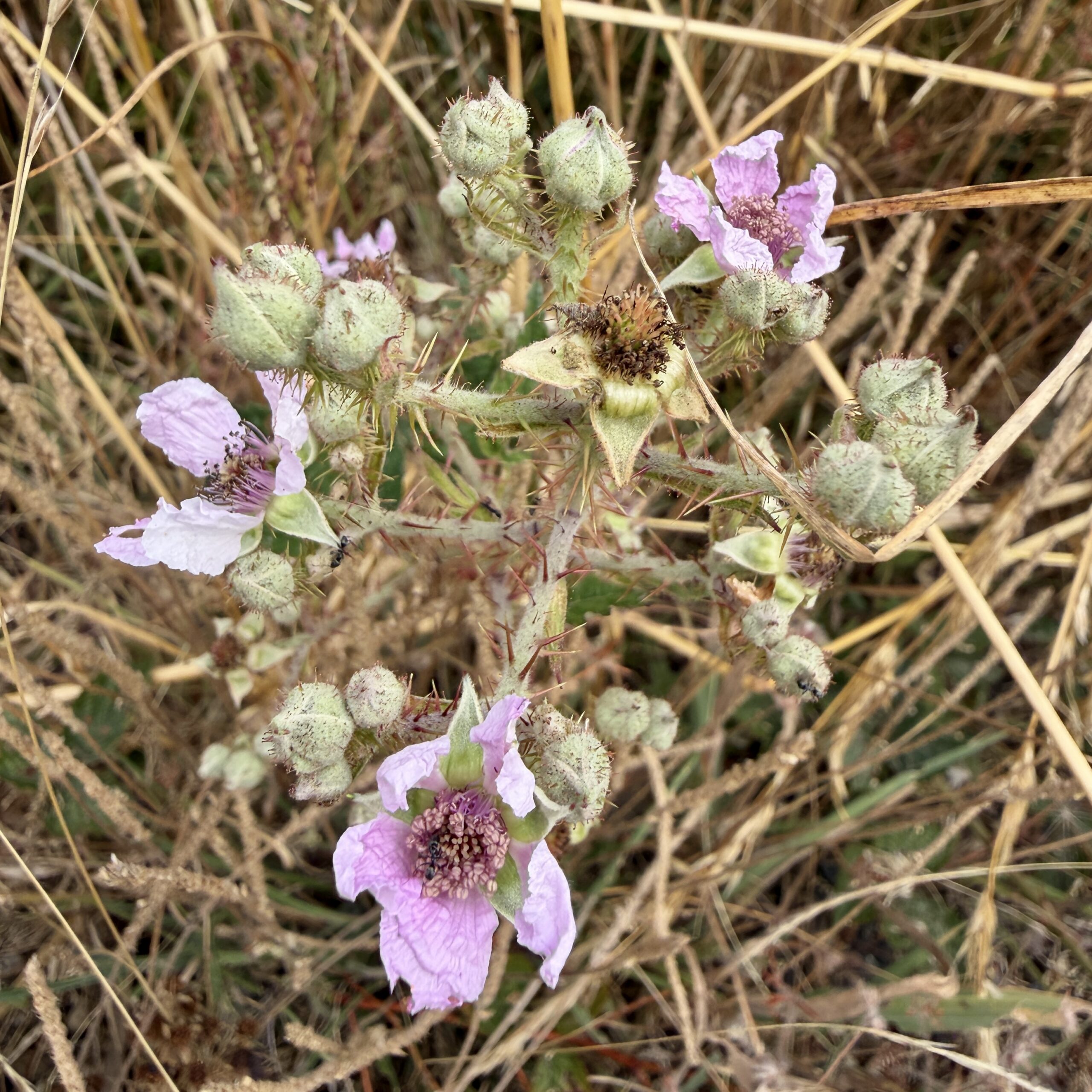 Das dunkle Gebüsch auf den vorherigen Bildern besteht aus wuchernden Brombeeren
