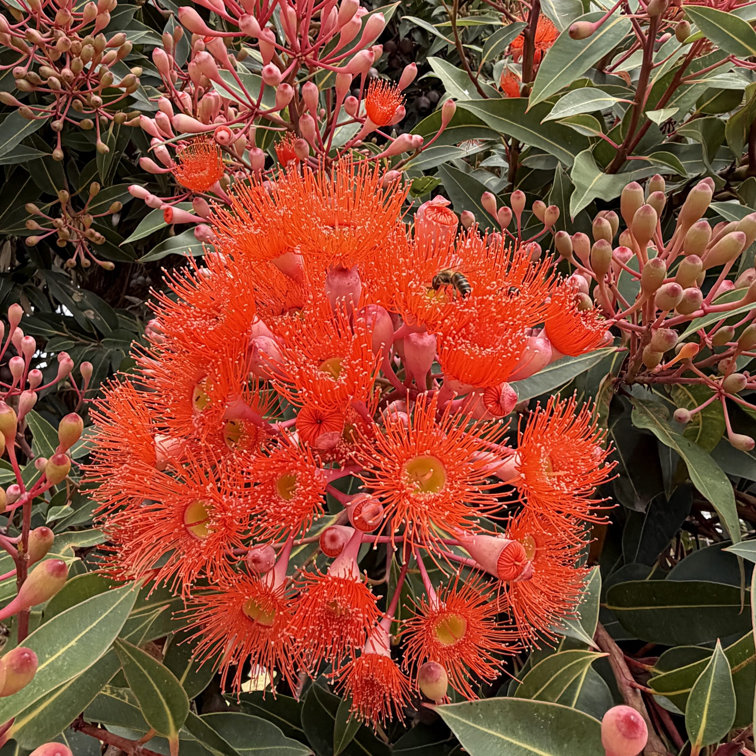 Blüten voller Insekten